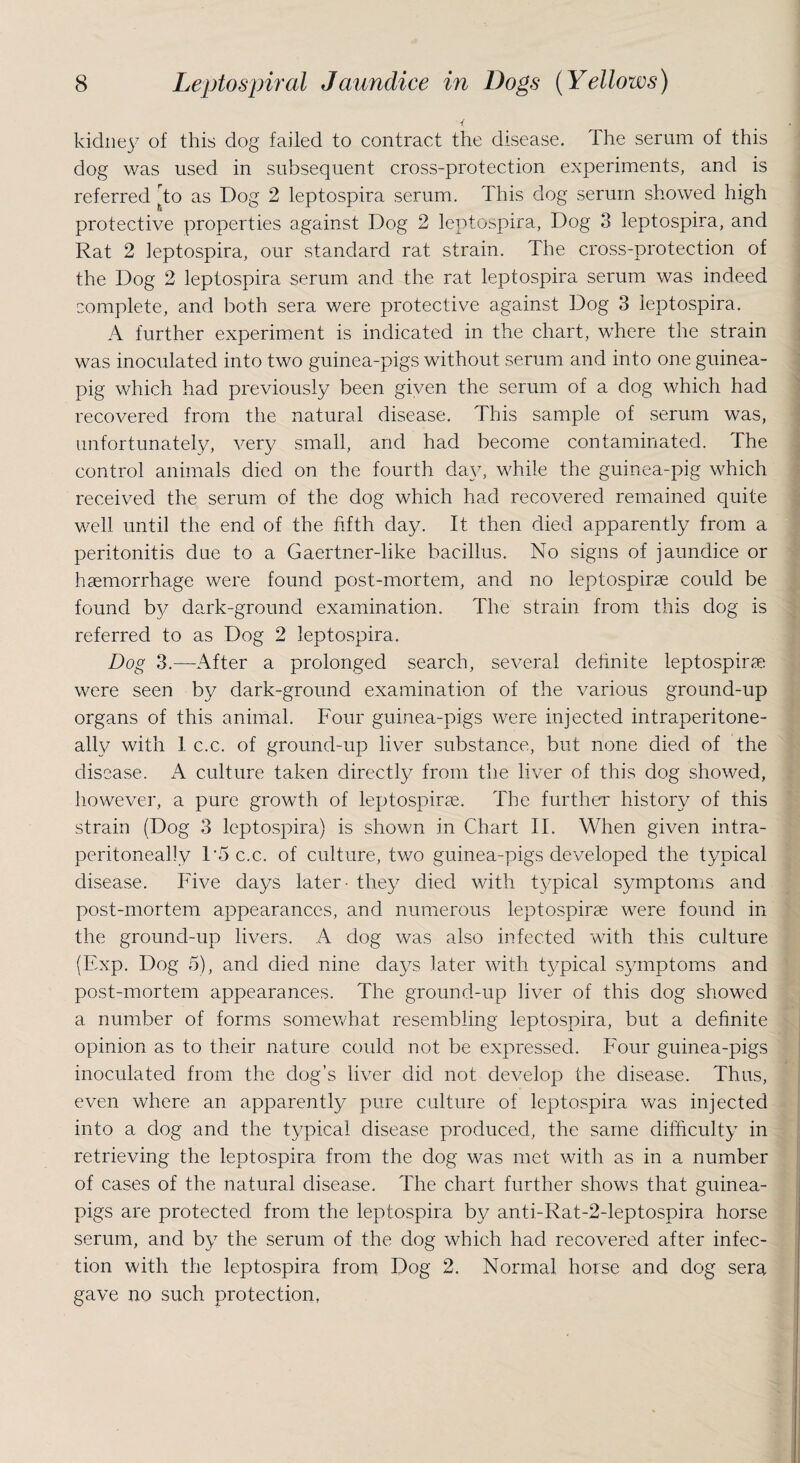 { kidney of this dog failed to contract the disease. The serum of this dog was used in subsequent cross-protection experiments, and is referred ^to as Dog 2 leptospira serum. This dog serum showed high protective properties against Dog 2 leptospira, Dog 3 leptospira, and Rat 2 leptospira, our standard rat strain. The cross-protection of the Dog 2 leptospira serum and the rat leptospira serum was indeed complete, and both sera were protective against Dog 3 leptospira. A further experiment is indicated in the chart, where the strain was inoculated into two guinea-pigs without serum and into one guinea- pig which had previously been given the serum of a dog which had recovered from the natural disease. This sample of serum was, unfortunately, very small, and had become contaminated. The control animals died on the fourth day, while the guinea-pig which received the serum of the dog which had recovered remained quite well until the end of the fifth day. It then died apparently from a peritonitis due to a Gaertner-like bacillus. No signs of jaundice or haemorrhage were found post-mortem, and no leptospirae could be found by dark-ground examination. The strain from this dog is referred to as Dog 2 leptospira. Dog 3.—After a prolonged search, several definite leptospirae were seen by dark-ground examination of the various ground-up organs of this animal. Four guinea-pigs were injected intraperitone- allv with 1 c.c. of ground-up liver substance, but none died of the disease. x\ culture taken directly from the liver of this dog showed, however, a pure growth of leptospirae. The further history of this strain (Dog 3 leptospira) is shown in Chart II. When given intra- peritoneally 1‘5 c.c. of culture, two guinea-pigs developed the typical disease. Five days later - they died with typical symptoms and post-mortem appearances, and numerous leptospirae were found in the ground-up livers. A dog was also infected with this culture (Exp. Dog 5), and died nine days later with typical symptoms and post-mortem appearances. The ground-up liver of this dog showed a number of forms somewhat resembling leptospira, but a definite opinion as to their nature could not be expressed. Four guinea-pigs inoculated from the dog’s liver did not develop the disease. Thus, even where an apparently pure culture of leptospira was injected into a dog and the typical disease produced, the same difficulty in retrieving the leptospira from the dog was met with as in a number of cases of the natural disease. The chart further shows that guinea- pigs are protected from the leptospira by anti-Rat-2-leptospira horse serum, and by the serum of the dog which had recovered after infec¬ tion with the leptospira from Dog 2. Normal horse and dog sera gave no such protection,