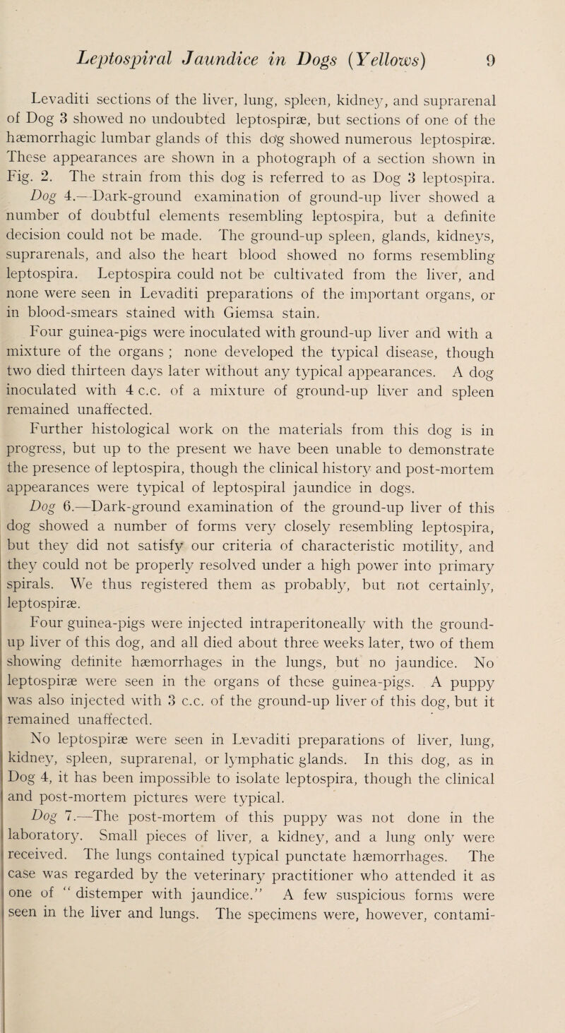 Levaditi sections of the liver, lung, spleen, kidney, and suprarenal of Dog 3 showed no undoubted leptospirae, but sections of one of the haemorrhagic lumbar glands of this do’g showed numerous leptospirae. These appearances are shown in a photograph of a section shown in Fig. 2. The strain from this dog is referred to as Dog 3 leptospira. Dog 4.—Dark-ground examination of ground-up liver showed a number of doubtful elements resembling leptospira, but a definite decision could not be made. The ground-up spleen, glands, kidneys, suprarenals, and also the heart blood showed no forms resembling leptospira. Leptospira could not be cultivated from the liver, and none were seen in Levaditi preparations of the important organs, or in blood-smears stained with Giemsa stain. Four guinea-pigs were inoculated with ground-up liver and with a mixture of the organs ; none developed the typical disease, though two died thirteen days later without any typical appearances. A dog inoculated with 4 c.c. of a mixture of ground-up liver and spleen remained unaffected. Further histological work on the materials from this dog is in progress, but up to the present we have been unable to demonstrate the presence of leptospira, though the clinical history and post-mortem appearances were typical of leptospiral jaundice in dogs. Dog 6.—Dark-ground examination of the ground-up liver of this dog showed a number of forms very closely resembling leptospira, but they did not satisfy our criteria of characteristic motility, and they could not be properly resolved under a high power into primary spirals. We thus registered them as probably, but not certainly, leptospirae. Four guinea-pigs were injected intraperitoneally with the ground¬ up liver of this dog, and all died about three weeks later, two of them showing definite haemorrhages in the lungs, but no jaundice. No leptospirae were seen in the organs of these guinea-pigs. A puppy was also injected with 3 cx. of the ground-up liver of this dog, but it remained unaffected. No leptospirae were seen in Levaditi preparations of liver, lung, kidney, spleen, suprarenal, or lymphatic glands. In this dog, as in Dog 4, it has been impossible to isolate leptospira, though the clinical * and post-mortem pictures were typical. Dog 7.—The post-mortem of this puppy was not done in the laboratory. Small pieces of liver, a kidney, and a lung only were received, the lungs contained typical punctate haemorrhages. The case was regarded by the veterinary practitioner who attended it as one of “ distemper with jaundice.” A few suspicious forms were seen in the liver and lungs. The specimens were, however, contami-