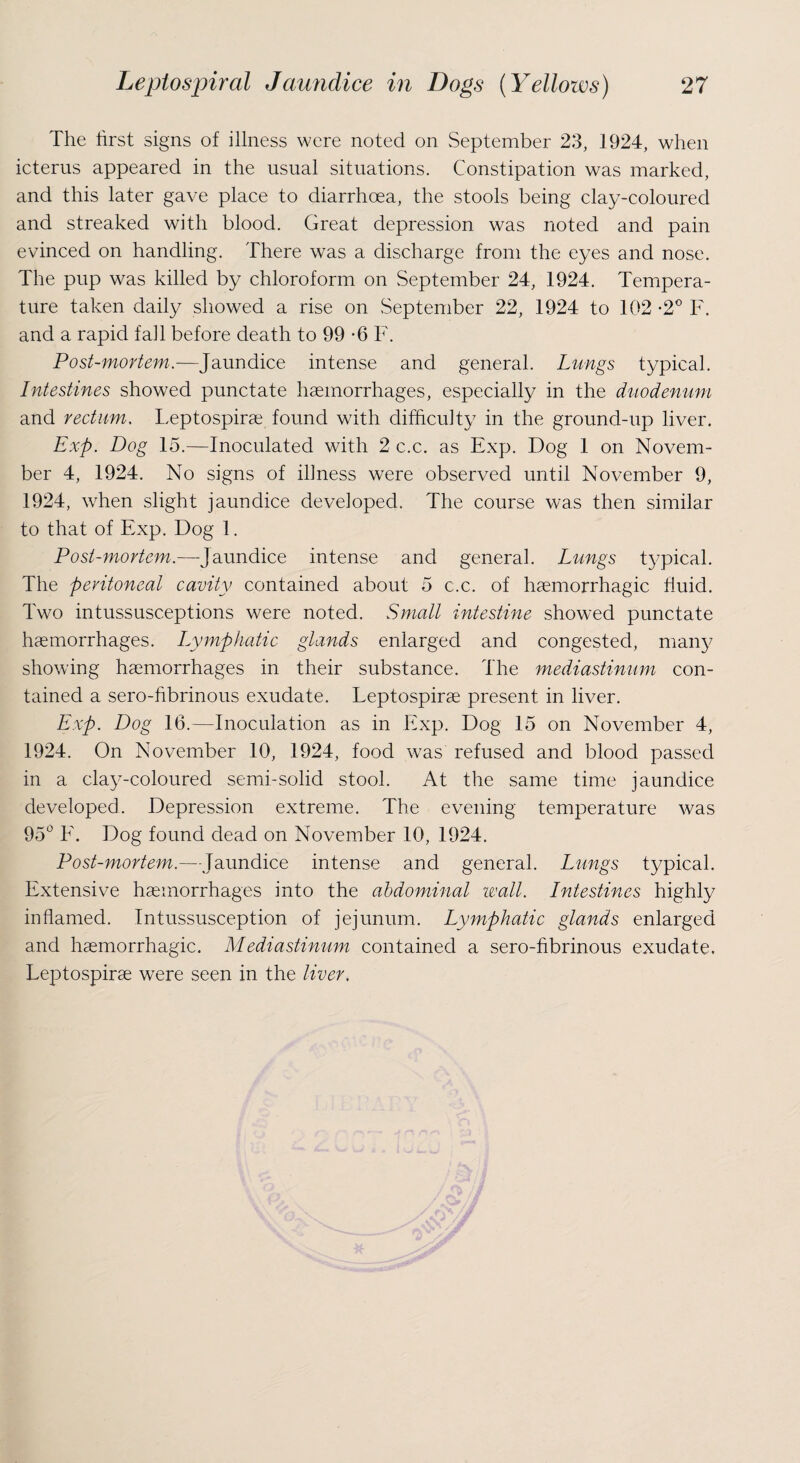 The first signs of illness were noted on September 23, 1924, when icterus appeared in the usual situations. Constipation was marked, and this later gave place to diarrhoea, the stools being clay-coloured and streaked with blood. Great depression was noted and pain evinced on handling. There was a discharge from the eyes and nose. The pup was killed by chloroform on September 24, 1924. Tempera¬ ture taken daily showed a rise on September 22, 1924 to 102 -2° F. and a rapid fall before death to 99 -6 F. Post-mortem.—Jaundice intense and general. Lungs typical. Intestines showed punctate haemorrhages, especially in the duodenum and rectum. Leptospirae found with difficulty in the ground-up liver. Exp. Dog 15.—Inoculated with 2 c.c. as Exp. Dog 1 on Novem¬ ber 4, 1924. No signs of illness were observed until November 9, 1924, when slight jaundice developed. The course was then similar to that of Exp. Dog 1. Post-mortem.—Jaundice intense and general. Lungs typical. The peritoneal cavity contained about 5 c.c. of haemorrhagic fluid. Two intussusceptions were noted. Small intestine showed punctate haemorrhages. Lymphatic glands enlarged and congested, many showing haemorrhages in their substance. The mediastinum con¬ tained a sero-fibrinous exudate. Leptospirae present in liver. Exp. Dog 16.—Inoculation as in Exp. Dog 15 on November 4, 1924. On November 10, 1924, food was refused and blood passed in a clay-coloured semi-solid stool. At the same time jaundice developed. Depression extreme. The evening temperature was 95° E. Dog found dead on November 10, 1924. Post-mortem.—Jaundice intense and general. Lungs typical. Extensive haemorrhages into the abdominal wall. Intestines highly inflamed. Intussusception of jejunum. Lymphatic glands enlarged and haemorrhagic. Mediastinum contained a sero-fibrinous exudate. Leptospirae were seen in the liver.