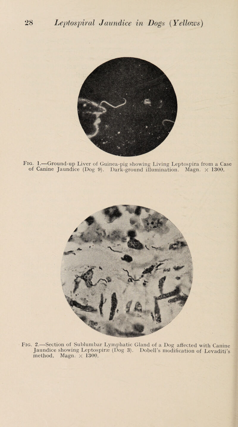 Fig. 1.-—Ground-up Liver of Guinea-pig showing Living Leptospira from a Case of Canine Jaundice (Dog 9). Dark-ground illumination. Magn. x 1300. Fig. 2.—Section of Sublumbar Lymphatic Gland of a Dog affected with Canine Jaundice showing Leptospirse (Dog 3). Dobell’s modification of Levaditi’s method, Magn. x 1300,