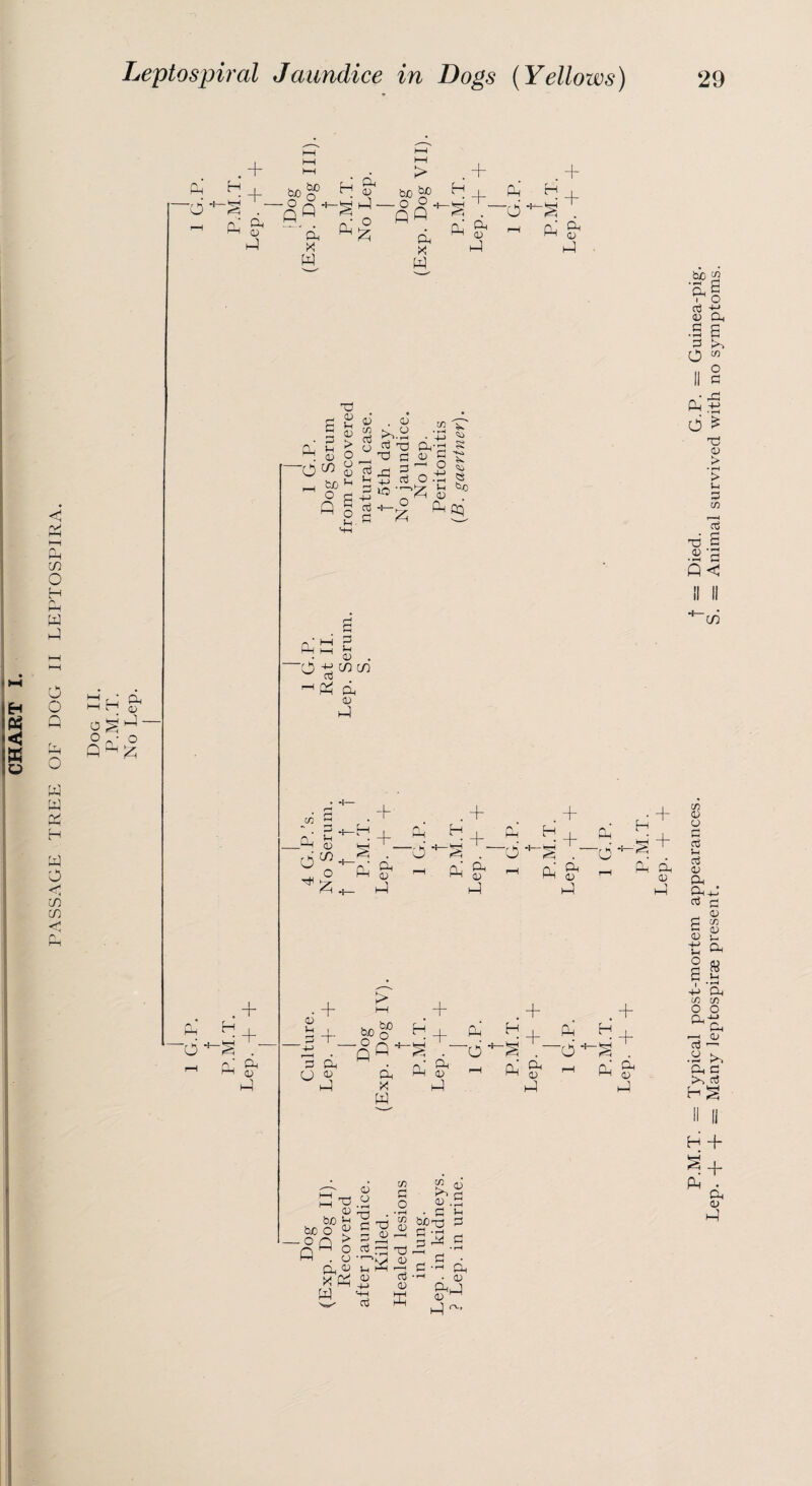 PASSAGE TREE OF DOG II LEPTOSPIRA. + '6 -p +- g>g> °Q* Q > $ J — O P S o ' w fifl + + Oh X w . _d + + a; lU P Oh i—i c 1 a_> O § ^ — 5 rv P O ^ p -d -1 oj . _ 3 « 5§ p.2 ■ CU o T3 p A! ^ o ^ O 3 n ■ bo 1-1 b 4~> ^ ' o fl 5 Q 1-H 52 >» 13 P O •IP « u ^JO 03 . P-I Qq P 'd hH ^ 0 . +iinin CO P Oh 03 P <73 _P d ^ «! _L_ 1 + + H +_ P H +_ r\ * hH H +_ P § ”d4 — HH “d4 ~d P Oh 03 rH P Oh 03 rH P Oh 03 rH h-l P P • + + C> u + > HH + + H +_ ! hn bj0 bo o H +_ H +_ P H r—H ~PQ S ~o ~d -S Ph‘ Oh 03 P o Oh 03 Oh P Oh 03 r-H Oh 03 r—1 P hH P X P P W + 03 P - o Q II). T3 03 O • rH C/3 P O bnO n 03 03 TD P d • rH C/3 0 Q > O P P <D 1 • ( • rH r—H X) P O 03 Vh P 03 x P 03 -)-> P 03 P HH p P 03 <73 P p 03 .0 P ^ T3 o p p T o • 03 03 M P bo to ’Oh | P 03 P • rH P o Oh s p <73 O p Pp d £ rd 03 > • rH > U P C/3 1' I P rd S •2d Q< co H P Oh 03 <73 03 03 rH H P P P 03 Oh Oh . P d w P 03 03 £ tJ p O ju 6 § P Oh <73 <73 o o ^OH ”p ~ .2 p Oh P P P HS H + 3+ P Oh 03 P