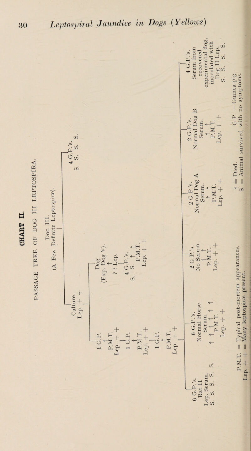 < H o <1 P »—i Oh c/5 O H P P P O o p p o p p p H P O c/5 m P cn c/3 P '6 p a o N 03 c/5 to o p ^ T3 p c/5 Cj 03 U_| 43 -H P a ^ • £ p bjocn ago Soft • p c cn A *IH 03 H 03 > o o <13 J—i C/5 ^ cn c/i « !h • rH Oh 03 O 4-> Oh • 03 PP 1—1 03 O P ' O 0 p p 1 1 cu P £ 03 P m P be . O •P -H + K -H + + be O .oC. Oh X P P 03 -P- 03 O cn P ^ P c/5 03 + -P ^ 6 -H 03 . c/5 CM O P .P + n, P l—1 cu P • ■+' 03 tH I o +_ 4-> 3 P o O P ■6 + 4- + H 4- P H + P H +. S 1 ~~6 i “6 ■* P P 03 rH P p 03 r-H P P 03 P P P 03 03 Sh ^.P ^ fi 50 o p o 03 cn + P & - P C/5 . a>c/i h-1 d . • 1—1 *-h c/5 . ^'P d) p p be 03 • »-H c! p o a o a3 -+-> 03 PL, .s a a p O M O'; 1 2 G.I Normal Serr T P.M Lep. 'Tj 03 > • rH > Vh Cj cn f—H oj <1 Died. Anim 1 2 G.P.'s. ormal Dog Serum. f f P.M.T. Lep. + + II II ** C/5 03 03 CJ O c3 t-H c6 03 Pp TO 0) . 03 6 £ ft CH 4-> U O & U L_( * ' P -P 03 n ° 2 -p p p 03 P P P « PP H S H -r S + P • ^ p 03 P