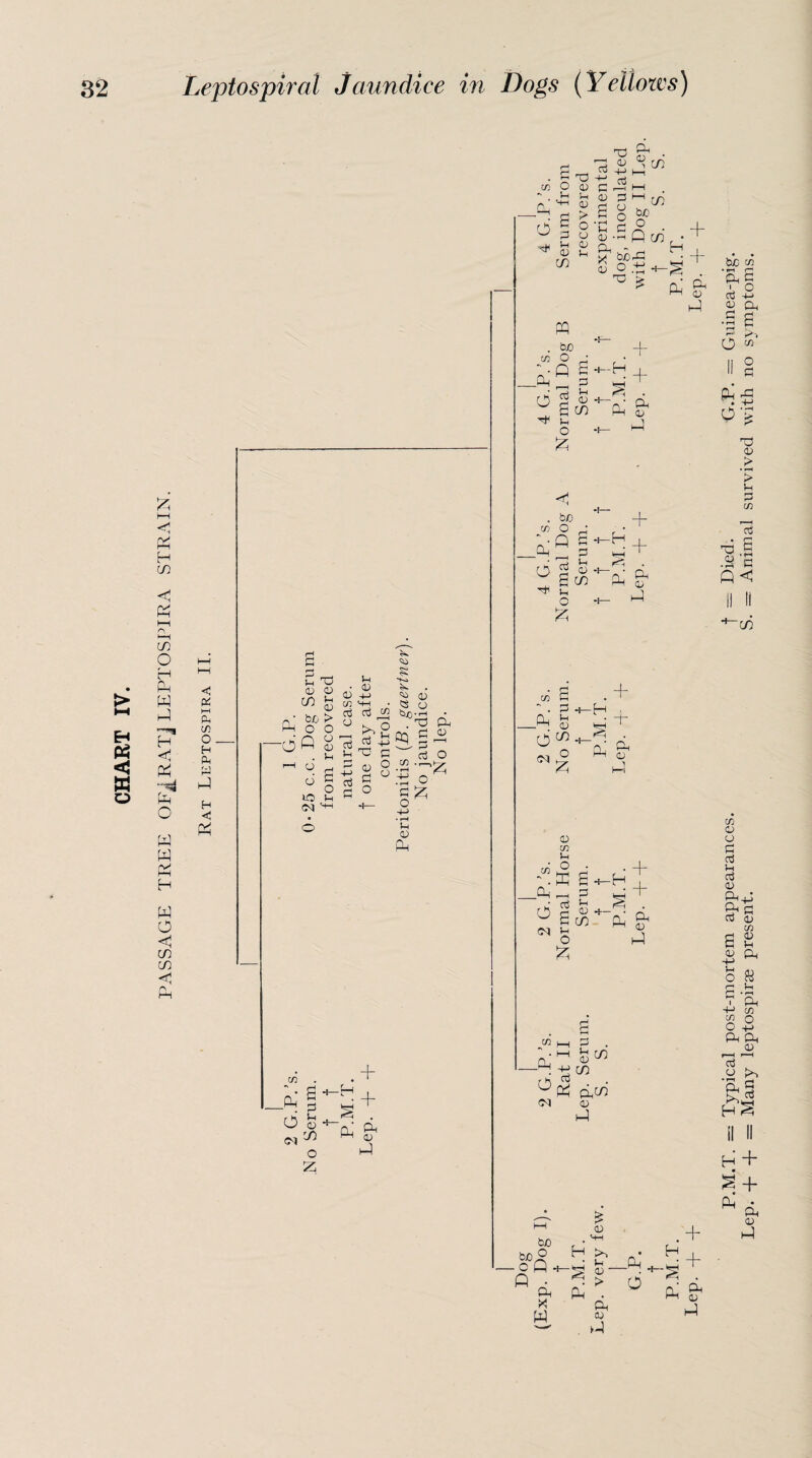PASSAGE TREE OFJRATJ LEPTOSPIRA STRAIN. <u 03 cn < pp i—i pm cn O . H PM r-1 H <1 P4 Ph' -o'fi g u % £ 6 bjo > $ O O o ^ 0) P !-i hi <43 03 ^ 4_> <43 n • Q d k. o • O “ o lO 1-, C\| ^ ctf aj T2 03 a o c o o c/3 fl o M-> • r*H Ph a) A 03 O '3 d rt v p c3 O O £ Ph 03 ‘ CO . + -H + § T Ph' ^ tJ c/3 o o ph o3 C HH . H P H [/} S s» •r1 ,-h O J—1 /-“s a; •*-< h co CL - b£) rC O O ,L f- TD £ PQ . bo C/3 O ’ _Pm _ P d g £ O £ <1 . bo cz> O l ;-q s -d- g o g- , 6 co Tf }_, o + -H o d l-H Qj -H + 'd . A C/3 S  . P3 _Pm d00 -H d £r -H • + 03 U1 I s' ? MH d § «+-d cl ^ £ CO pLi ^ + <M Ph O £ 03 kP m i_| p . d M ^ • tj CO cq 03 mP b/D -?iS. fi d H w £ 0) . *+H H >> • Ph *5, 03 ‘ > d 03 3-1 .Pm d H + + Pm $? A H '+ + d & 3-P P.M.T. = Typical post-mortem appearances. f = Died. G.P. = Guinea-pig. Lep. -f- + = Many leptospirae present. S. = Animal survived with no symptoms.