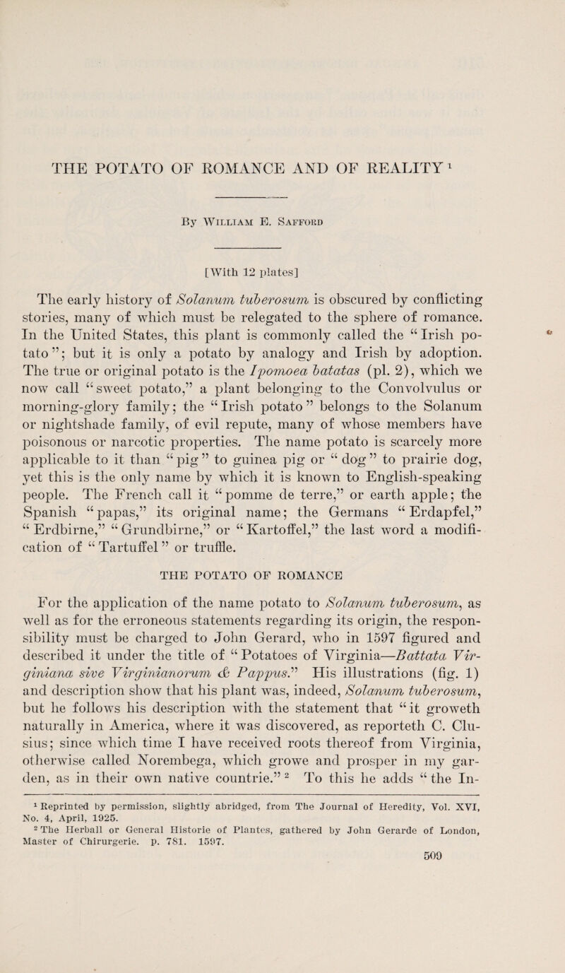 By William E. Safford [With 12 plates] The early history of Solanum tuberosum is obscured by conflicting stories, many of which must be relegated to the sphere of romance. In the United States, this plant is commonly called the “ Irish po¬ tato ”; but it is only a potato by analogy and Irish by adoption. The true or original potato is the Ipomoea batatas (pi. 2), which we now call “sweet potato,” a plant belonging to the Convolvulus or morning-glory family; the “ Irish potato ” belongs to the Solanum or nightshade family, of evil repute, many of whose members have poisonous or narcotic properties. The name potato is scarcely more applicable to it than “ pig ” to guinea pig or “ dog ” to prairie dog, yet this is the only name by which it is known to English-speaking people. The French call it “pomme cle terre,” or earth apple; the Spanish “papas,” its original name; the Germans “ Erdapfel,” “ Erdbirne,” “ Grundbirne,” or “ Kartoffel,” the last word a modifi¬ cation of “ Tartuffel ” or truffle. THE POTATO OF ROMANCE For the application of the name potato to Solanum tuberosum, as well as for the erroneous statements regarding its origin, the respon¬ sibility must be charged to John Gerard, who in 1597 figured and described it under the title of “ Potatoes of Virginia—Battata Vir- giniana sive Virginianorum <& Pappus.” His illustrations (fig. 1) and description show that his plant was, indeed, Solanum tuberosum, but he follows his description with the statement that “it groweth naturally in America, where it was discovered, as reporteth C. Clu- sius; since which time I have received roots thereof from Virginia, otherwise called Norembega, which growe and prosper in my gar¬ den, as in their own native countrie.” 2 To this he adds “ the In- 1 Reprinted by permission, slightly abridged, from The Journal of Heredity, Vol. XVI, No. 4, April, 1925. 2 The Herball or General Historie of Plantes, gathered by John Gerarde of London, Master of Chirurgerie. p. 781. 1597.