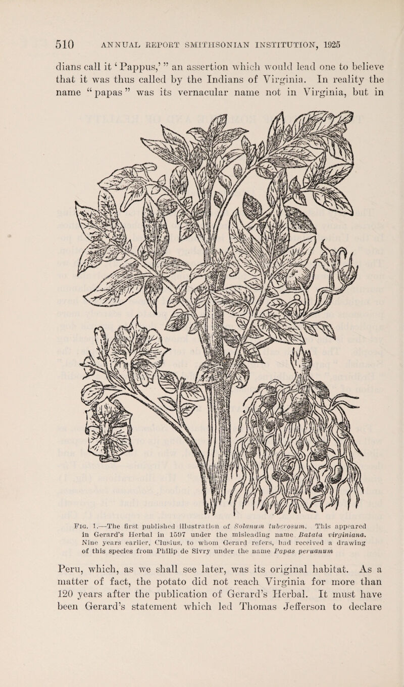 clians call itc Pappus,’ ” an assertion which would lead one to believe that it was thus called by the Indians of Virginia. In reality the name “ papas ” was its vernacular name not in Virginia, but in Fig. 1.—The first published illustration of Solatium tuberosum. This appeared in Gerard’s Herbal in 1507 under the misleading name Batata virginiana. Nine years earlier, Clusius, to whom Gerard refers, liad received a drawing of this species from Philip de Sivry under the name Papas peruanum Peru, which, as we shall see later, was its original habitat. As a matter of fact, the potato did not reach Virginia for more than 120 years after the publication of Gerard’s Herbal. It must have been Gerard’s statement which led Thomas Jefferson to declare