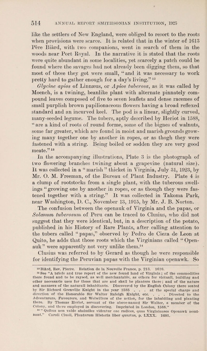 like the settlers of New England, were obliged to resort to the roots when provisions were scarce. It is related that in the winter of 1G13 Fere Biard, with two companions, went in search of them in the woods near Port Royal. In the narrative it is stated that the roots were quite abundant in some localities, yet scarcely a patch could be found where the savages had not already been digging them, so that most of those they got were small, u and it was necessary to work pretty hard to gather enough for a day’s living.” 12 Glycine apios of Linnaeus, or Apios tuberosa, as it was called by Moench, is a twining, beanlike plant with alternate pinnately com¬ pound leaves composed of five to seven leaflets and dense racemes of small purplish brown papilionaceous flowers having a broad reflexed standard and an incurved keel. The pod is a linear, slightly curved, many-seeded legume. The tubers, aptly described by Heriot in 1588, u are a kind of roots of round forme, some of the bignes of walnuts, some far greater, which are found in moist and marish grounds grow¬ ing many together one by another in ropes, or as thogh they were fastened with a string. Being boiled or sodden they are very good meate.”13 In the accompanying illustrations, Plate 3 is the photograph of two flowering branches twining about a grapevine (natural size). It was collected in a u marish ” thicket in Virginia, July 31, 1923, by Mr. O. M. Freeman, of the Bureau of Plant Industry. Plate 4 is a clump of rootstocks from a single plant, with the tuberous swell¬ ings a growing one by another in ropes, or as though they were fas¬ tened together with a string.” It was collected in Takoma Park, near Washington, D. C., November 13, 1915, by Mr. J. B. Norton. The confusion between the openauk of Virginia and the papas, or Solanum tuberosum of Peru can be traced to Clusius, who did not suggest that they were identical, but, in a description of the potato, published in his History of Rare Plants, after calling attention to the tubers called “ papas,” observed by Pedro de Cieza de Leon at Quito, he adds that those roots which the Virginians called “ Open¬ auk ” were apparently not very unlike them.14 Clusius was referred to by Gerard as though he were responsible for identifying the Peruvian papas with the Virginian openawk. So 13 Bi&rd, Rev. Pierre. Relation de la Nouvelle France, p. 213. 1G16. 13 See “A briefe and true report of the new found land of Virginia ; of the commodities there found and to he raysed, as well merchantable, as others for victuall, building and other necessarie uses for those that are and shall be planters there ; and of the nature and manners of the naturall inhabitants. Discovered by the English Colony there seated by Sir Richard Grenville Knight in the year 1585 . at the special charge and direction of the Honorable Sir Walter Raleigh Knight, etc. . . . Directed to the Adventurers, Favourers, and Welwillers of the action, for the inhabiting and planting there. By Thomas Heriot, servant of the above-named Sir Walter, a member of the Colony,, and there employed in discovering. Imprinted in London, 1588.” 14 “ Quibus non valde absimiles videntur eae radices, quas Virginienses Openawk nomi- nant.” Caroli Clusii, Flnntarum Historia liber quartus, p. LXXX. 1601.