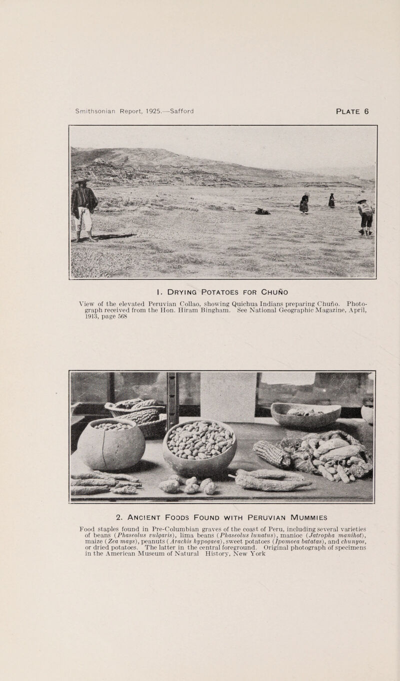 I. Drying Potatoes for Chuno View of the elevated Peruvian Collao, showing Quichua Indians preparing Chuno. Photo¬ graph received from the Hon. Hiram Bingham. See National Geographic Magazine, April, 1913, page 568 2. Ancient Foods Found with Peruvian Mummies Food staples found in Pre-Columbian graves of the coast of Peru, including several varieties of beans (Phaseolus vulgaris), lima beans (Phaseolus lunatus), manioc (Jatropha manihot), maize (Zea mays), peanuts (Arachis hypogaea), sweet potatoes (Ipomoea batatas), and cbunyos, or dried potatoes. The latter in the central foreground. Original photograph of specimens in the American Museum of Natural History, New York