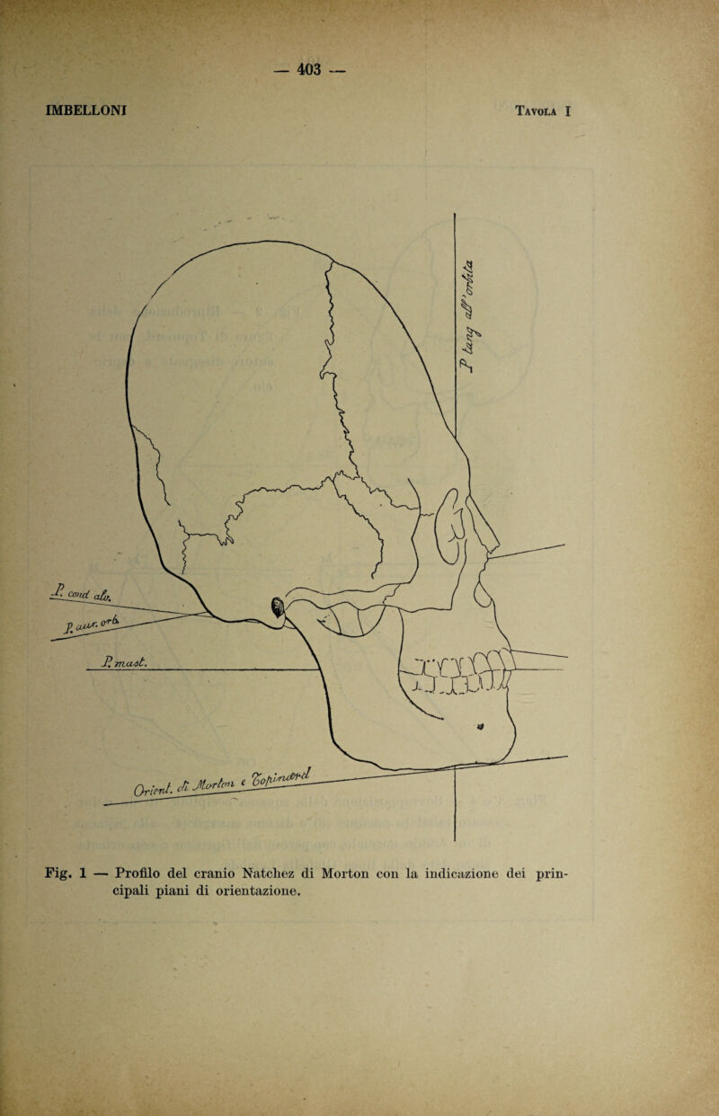 IMBELLONI Tavola I Fig. 1 — Profilo del cranio Natcliez di Morton con la indicazione dei prin¬ cipali piani di orientazione.