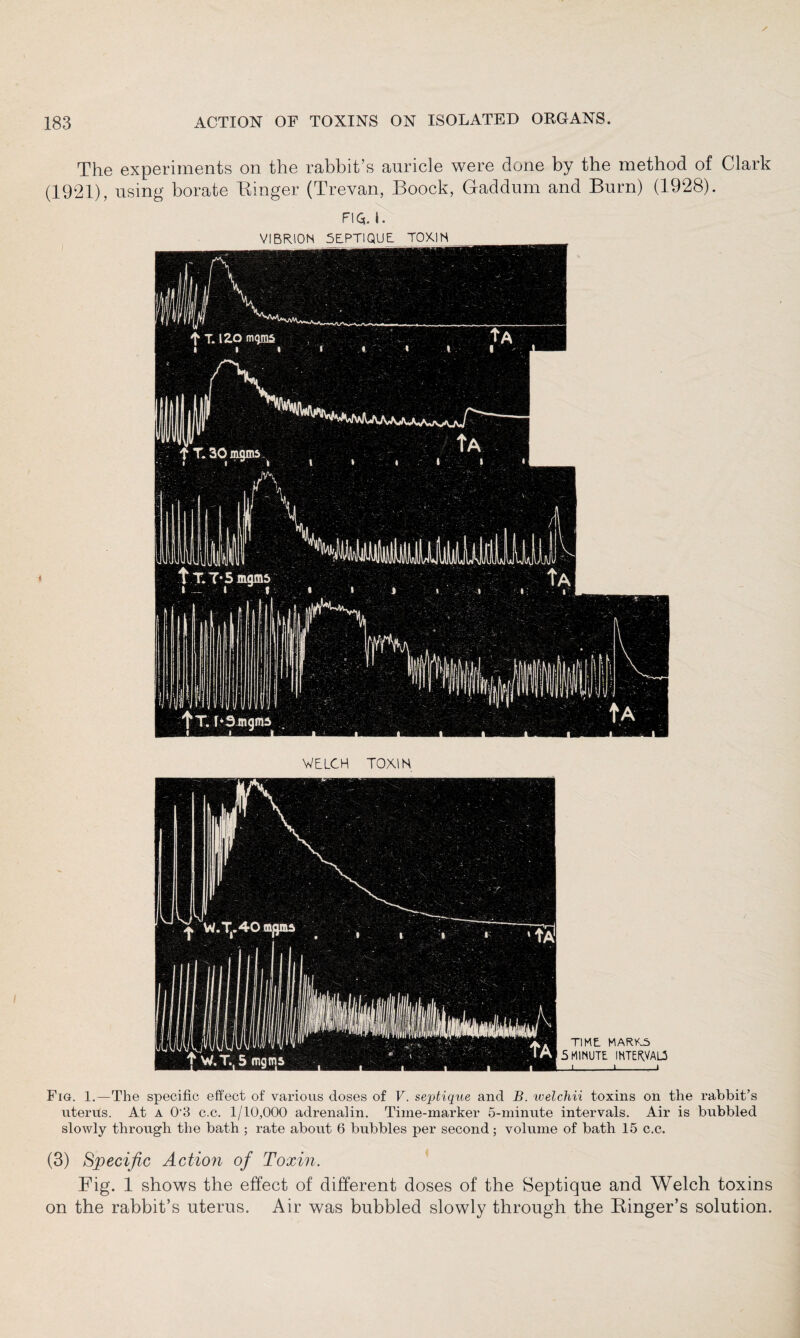 The experiments on the rabbit’s auricle were done by the method of Clark (1921), using borate Binger (Trevan, Boock, Gaddum and Burn) (1928). FIS. i. WELCH TOXIN TIME. MARKS 5 MINUTE INTEKVALA i_i_i Fig. 1.—The specific effect of various doses of V. septique and B. welchii toxins on the rabbit’s uterus. At a 0’3 c.c. 1/10,000 adrenalin. Time-marker 5-minute intervals. Air is bubbled slowly through the bath ; rate about 6 bubbles per second; volume of bath 15 c.c. (3) Specific Action of Toxin. Fig. 1 shows the effect of different doses of the Septique and Welch toxins on the rabbit’s uterus. Air was bubbled slowly through the Binger’s solution.