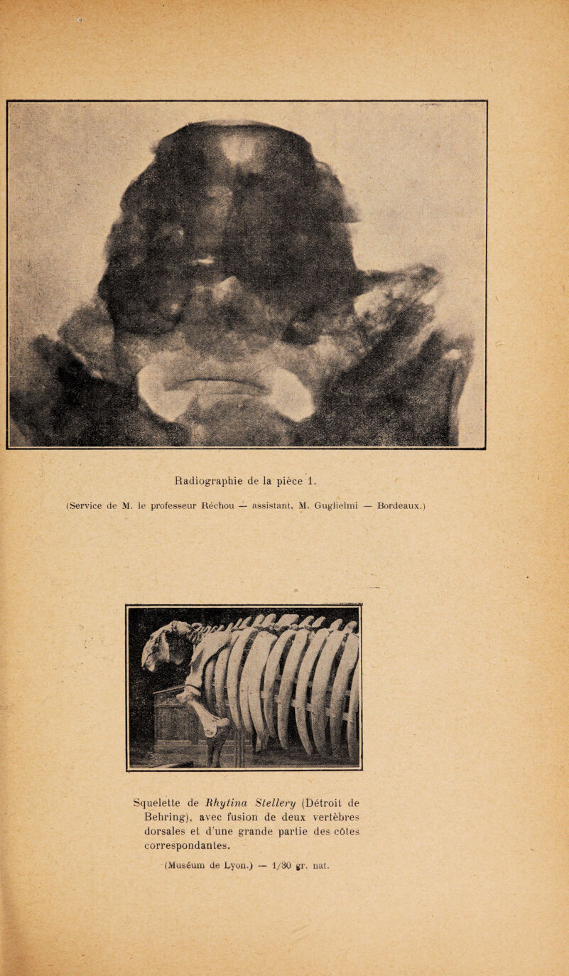 (Service de M. le professeur Rechou — assistant, M. Guglielmi — Bordeaux.) (Musdum de Byon.) — 1/30 gr, nat. Squelette de Rhytina Stellery (Detroit de Behring), avec fusion de deux vertebres dorsales et d’une grande partie des cOtes correspondantes.
