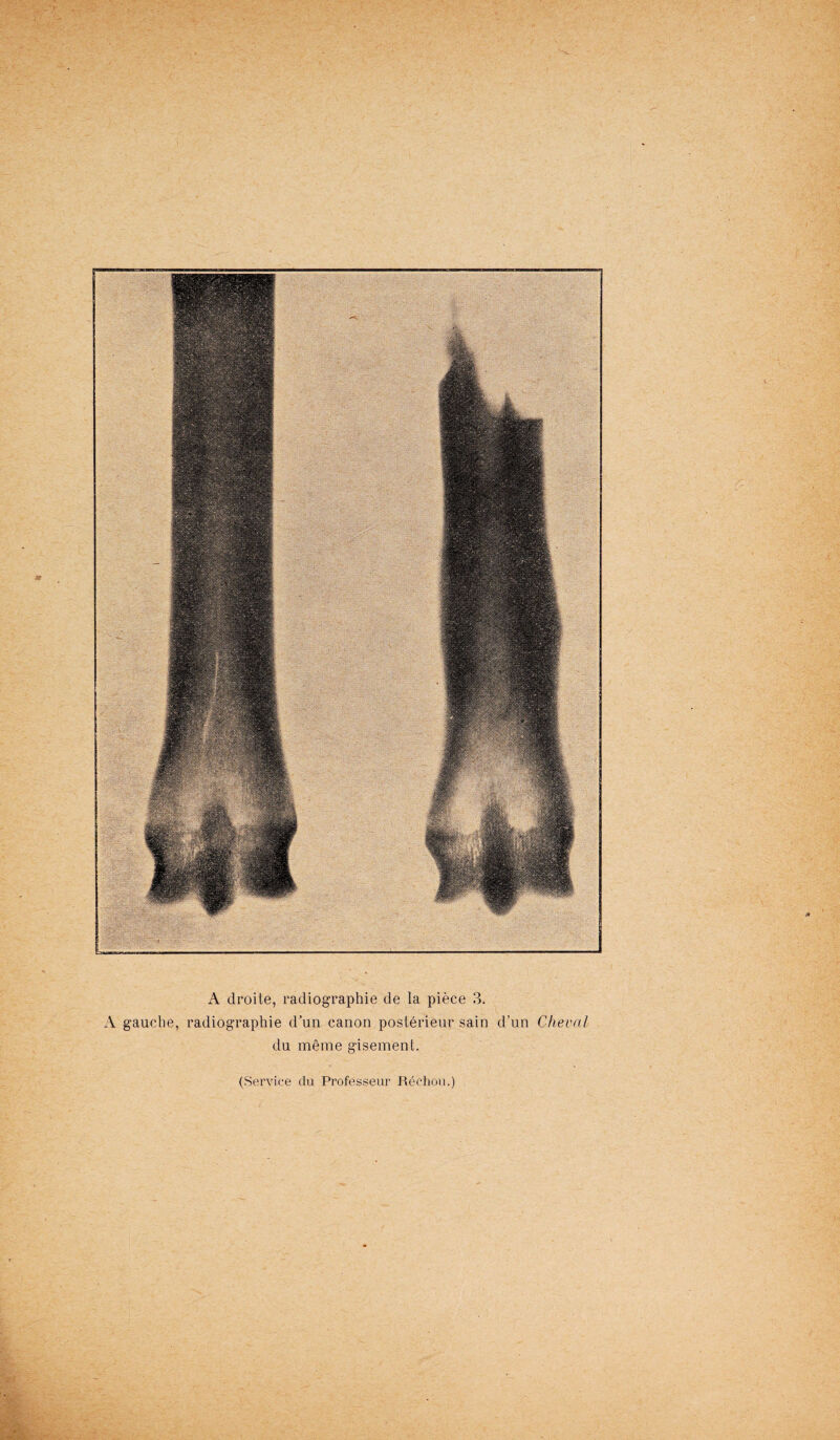 ' V A gauche, radiographie d'un canon posterieur sain d’un Cheval du m6me gisement. 4>-