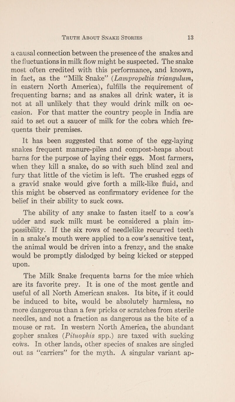 a causal connection between the presence of the snakes and the fluctuations in milk flow might be suspected. The snake most often credited with this performance, and known, in fact, as the Milk Snake” (Lampropeltis triangulum, in eastern North America), fulfills the requirement of frequenting barns; and as snakes all drink water, it is not at all unlikely that they would drink milk on oc¬ casion. For that matter the country people in India are said to set out a saucer of milk for the cobra which fre¬ quents their premises. It has been suggested that some of the egg-laying snakes frequent manure-piles and compost-heaps about barns for the purpose of laying their eggs. Most farmers, when they kill a snake, do so with such blind zeal and fury that little of the victim is left. The crushed eggs of a gravid snake would give forth a milk-like fluid, and this might be observed as confirmatory evidence for the belief in their ability to suck cows. The ability of any snake to fasten itself to a cow's udder and suck milk must be considered a plain im¬ possibility. If the six rows of needlelike recurved teeth in a snake's mouth were applied to a cow's sensitive teat, the animal would be driven into a frenzy, and the snake would be promptly dislodged by being kicked or stepped upon. The Milk Snake frequents barns for the mice which are its favorite prey. It is one of the most gentle and useful of all North American snakes. Its bite, if it could be induced to bite, would be absolutely harmless, no more dangerous than a few pricks or scratches from sterile needles, and not a fraction as dangerous as the bite of a mouse or rat. In western North America, the abundant gopher snakes (Pituophis spp.) are taxed with sucking cows. In other lands, other species of snakes are singled out as carriers” for the myth. A singular variant ap-