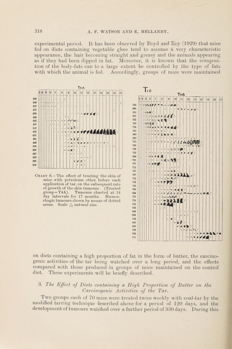 experimental period. It has been observed by Boyd and Boy (1929) that mice fed on diets containing vegetable ghee tend to assume a very characteristic appearance, the hair becoming straight and greasy and the animals appearing as if they had been dipped in fat. Moreover, it is known that the composi¬ tion of the body-fats can to a large extent be controlled by the type of fats with which the animal is fed. Accordingly, groups of mice were maintained T4A Chart 6.-The effect of treating- the skin of mice Avith petroleum ether before each application of tar, on the subsequent rate of growth of the skin tumours. (Treated group = T4A). Tumours chai'ted at 14 day intervals for 17 months. Hsemor- rhagic tumours shown by means of dotted areas. Scale W natural size. Ta B on diets containing a high proportion of fat in the form of butter, the carcino¬ genic activities of the tar being watched over a long period, and the effects compared with those produced in groups of mice maintained on the control diet. These experiments will be briefly described. 3. The Effect of Diets containing a High Proportion of Butter on the Carcinogenic Activities of the Tar. Two groups each of 70 mice were treated twice weekly with coal-tar by the modified tarring technique described above for a period of 120 days, and the development of tumours watched over a further period of 330 days. During this