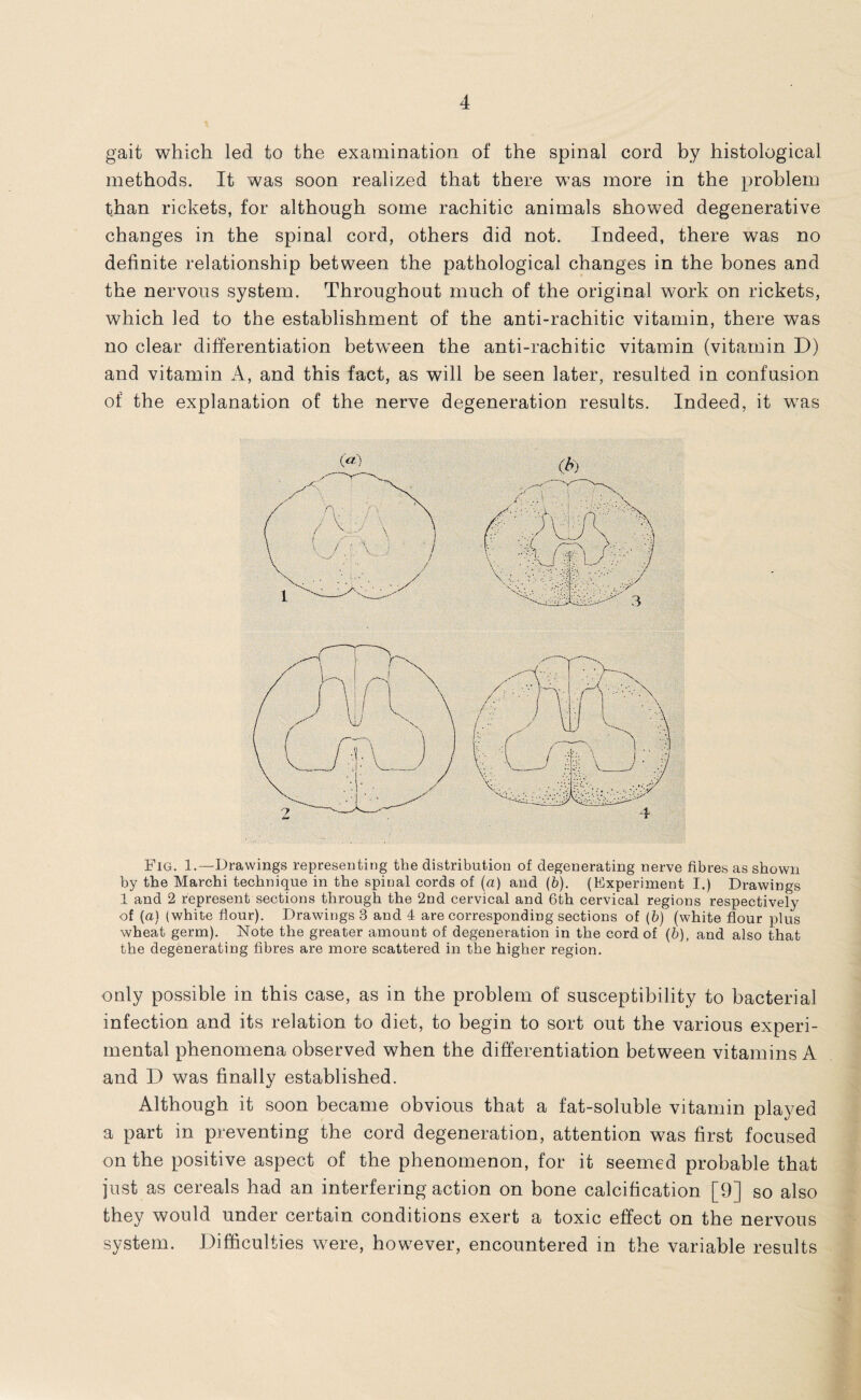 gait which led to the examination of the spinal cord by histological methods. It was soon realized that there was more in the problem than rickets, for although some rachitic animals showed degenerative changes in the spinal cord, others did not. Indeed, there was no definite relationship between the pathological changes in the bones and the nervous system. Throughout much of the original work on rickets, which led to the establishment of the anti-rachitic vitamin, there was no clear differentiation between the anti-rachitic vitamin (vitamin D) and vitamin A, and this fact, as will be seen later, resulted in confusion of the explanation of the nerve degeneration results. Indeed, it wras Fig. 1.—Drawings representing the distribution of degenerating nerve fibres as shown by the Marchi technique in the spinal cords of (a) and (b). (Experiment I.) Drawings 1 and 2 represent sections through the 2nd cervical and 6th cervical regions respectively of (a) (white flour). Drawings 3 and 4 are corresponding sections of (b) (white flour plus wheat germ). Note the greater amount of degeneration in the cord of (b), and also that the degenerating fibres are more scattered in the higher region. only possible in this case, as in the problem of susceptibility to bacterial infection and its relation to diet, to begin to sort out the various experi¬ mental phenomena observed when the differentiation between vitamins A and D was finally established. Although it soon became obvious that a fat-soluble vitamin played a part in preventing the cord degeneration, attention was first focused on the positive aspect of the phenomenon, for it seemed probable that just as cereals had an interfering action on bone calcification [9] so also they would under certain conditions exert a toxic effect on the nervous system. Difficulties were, however, encountered in the variable results