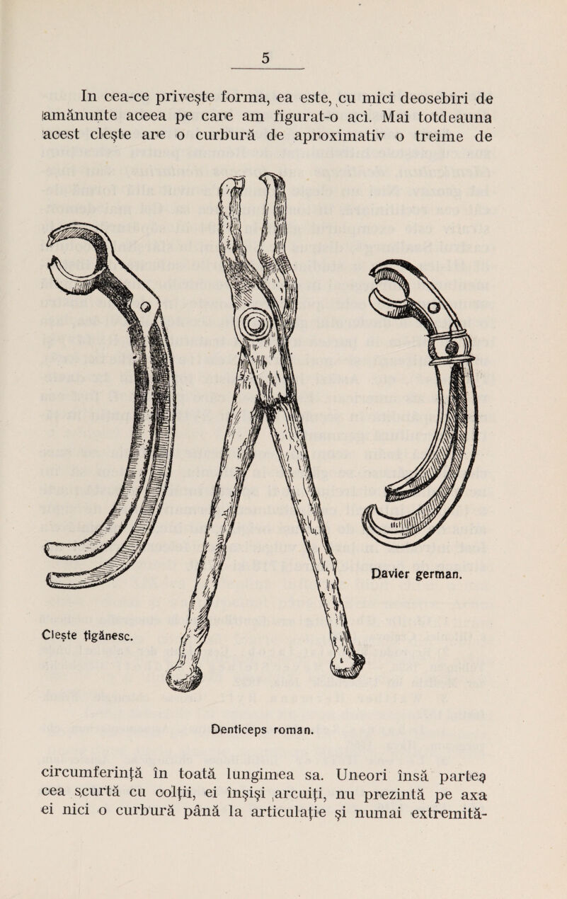 In cea-ce prive§te forma, ea este, cu mici deosebiri de lamanunte aceea pe care am figurat-o aci. Mai totdeauna acest cle§te are o curbura de aproximativ o treime de Denticeps roman. circumferinta in toata lungimea sa. Uneori insa parte^ cea scurta cu colfii, ei insi§i tarcuiti, nu prezinta pe axa ei nici o curbura pana la articulatie §i numai extremita-