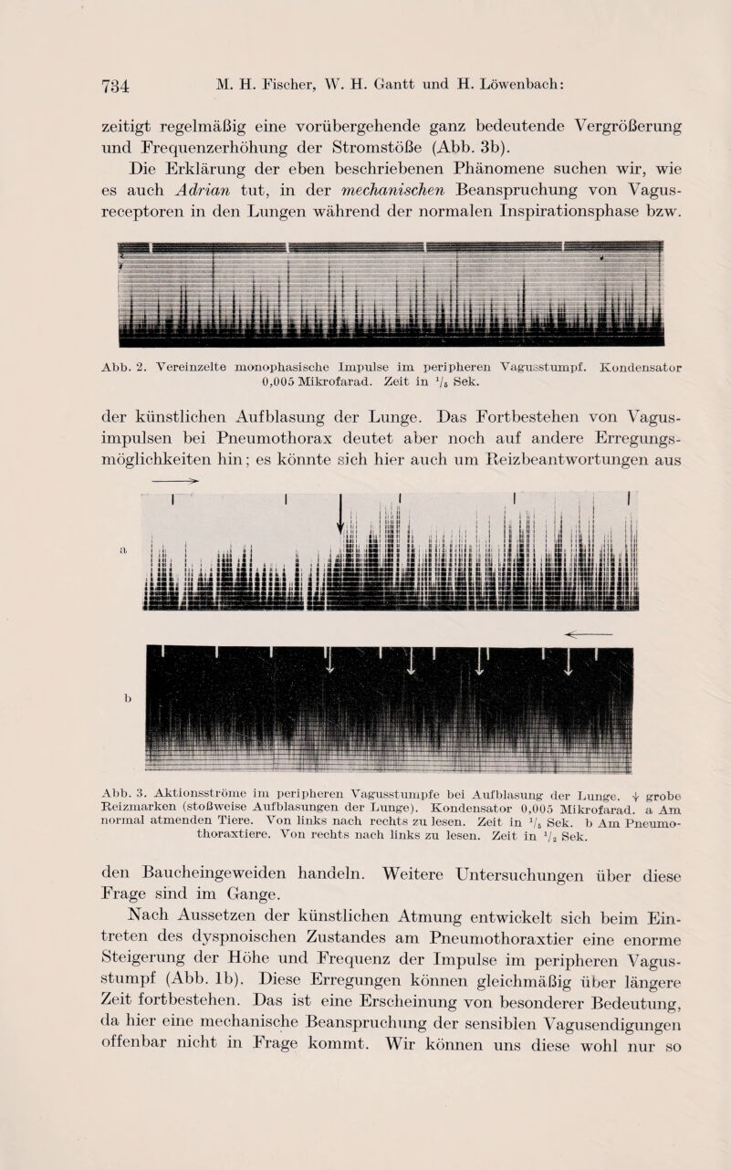 zeitigt regelmaBig eine voriibergehende ganz bedeutende VergroBerung und Frequenzerhohung der StromstoBe (Abb. 3b). Die Erklarung der eben beschriebenen Phanomene suchen wir, wie es auch Adrian tut, in der mechanischen Beanspruchung von Vagus- receptoren in den Lungen wahrend der normalen Inspirationsphase bzw. Abb. 2. Yereinzelte monophasiscke Impulse im peripheren Vagusstumpf. Kondensator 0,005 Mikrofarad. Zeit in Vs Sek. der kiinstlichen Aufblasung der Lunge. Das Fortbestehen von Vagus - impulsen bei Pneumothorax deutet aber noch auf andere Erregungs- moglichkeiten hin; es konnte sich hier auch um Reizbeantwortungen aus Abb. 3. Aktionsstrome im peripheren Yagusstumpfe bei Aufblasung- der Lunge, grobe Iteizmarken (stoBweise Aufblasungen der Lunge). Kondensator 0,005 Mikrofarad. a Am normal atmenden Tiere. Yon links nack rechts zu lesen. Zeit in Vs Sek. b Am Pneumo- thoraxtiere. Von rechts nach links zu lesen. Zeit in 1/2 Sek. den Baucheingeweiden handeln. Weitere Untersuchungen uber diese Frage sind im Gange. Nach Aussetzen der kiinstlichen Atmung entwickelt sich beim Ein- treten des dyspnoischen Zustandes am Pneumothoraxtier eine enorme Steigerung der Hohe und Frequenz der Impulse im peripheren Vagus- stumpf (Abb. lb). Diese Erregungen konnen gleichmaBig tiber langere Zeit fortbestehen. Das ist eine Erscheinung von besonderer Bedeutung, da hier eine mechanische Beanspruchung der sensiblen Vagusendigungen offenbar nicht in Erage kommt. Wir konnen uns diese wohl nur so