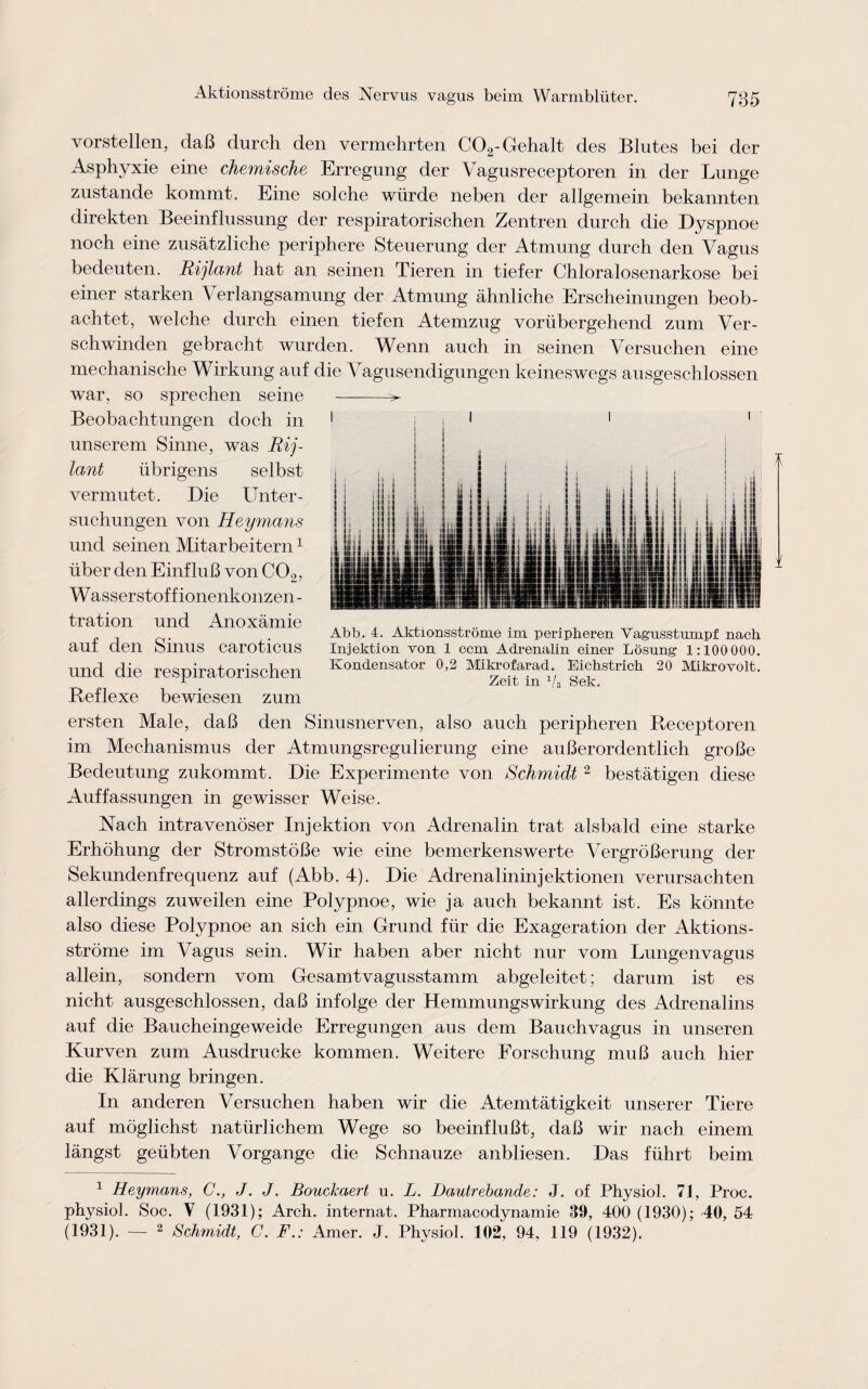 vorstellen, daB durch den vermehrten C02-Gehalt des Blutes bei der Asphyxie eine chemische Erregung der Vagusreceptoren in der Lunge zustande kommt. Eine solche wiirde neben der allgemein bekannten direkten Beeinflussung der respiratorischen Zentren durch die Dyspnoe noch eine zusatzliche periphere Steuerung der Atmung durch den Vagus bedeuten. Rijlant hat an seinen Tieren in tiefer Chloralosenarkose bei einer starken Verlangsamung der Atmung ahnliche Erscheinungen beob- achtet, welche durch einen tiefen Atemzug vortibergehend zum Ver- schwinden gebracht wurden. Wenn auch in seinen Versuchen eine mechanische Wirkung auf die Vagusendigungen keineswegs ausgeschlossen war. so sprechen seine Beobachtungen doch in unserem Sinne, was Rij¬ lant iibrigens selbst vermutet. Die Unter - suchungen von Heymans und seinen Mitarbeitern1 tiber den EinfluB von C02, W asser st of f ionenkonzen - tration und Anoxamie auf den Sinus caroticus und die respiratorischen Reflexe bewiesen zum ersten Male, daB den Sinusnerven, also auch peripheren Receptoren im Mechanismus der Atmungsregulierung eine auBerordentlich groBe Bedeutung zukommt. Die Experimente von Schmidt 2 bestatigen diese Auffassungen in gewisser Weise. Nach intravenoser Injektion von Adrenalin trat alsbald eine starke Erhohung der StromstoBe wie eine bemerkenswerte VergroBerung der Sekundenfrequenz auf (Abb. 4). Die Adrenalininjektionen verursachten allerdings zuweilen eine Polypnoe, wie ja auch bekannt ist. Es konnte also diese Polypnoe an sich ein Grand fur die Exageration der Aktions¬ strome im Vagus sein. Wir haben aber nicht nur vom Lungenvagus allein, sondern vom Gesamtvagusstamm abgeleitet; darum ist es nicht ausgeschlossen, daB infolge der Hemmungswirkung des Adrenalins auf die Baucheingeweide Erregungen aus dem Bauchvagus in unseren Kurven zum Ausdrucke kommen. Weitere Forschung muB auch hier die Klarung bringen. In anderen Versuchen haben wir die Atemtatigkeit unserer Tiere auf moglichst natiirlichem Wege so beeinfluBt, daB wir nach einem langst geiibten Vorgange die Schnauze anbliesen. Das fiihrt beim 1 Heymans, C., J. J. Bouckaert u. L. Dautrebande: J. of Physiol. 71, Proc. physiol. Soc. V (1931); Arch, internat. Pharmacodynamic 39, 400 (1930); 40, 54 (1931). — 2 Schmidt, C. F.: Amer. J. Physiol. 102, 94, 119 (1932). >- Abb. 4. Aktionsstrome im peripheren Vag’usstmnpf nach Injektion von 1 ccm Adrenalin einer Losung 1:100 000. Kondensator 0,2 Mikrofarad. Eichstrich 20 Mikrovolt. Zeit in Vs Sek.