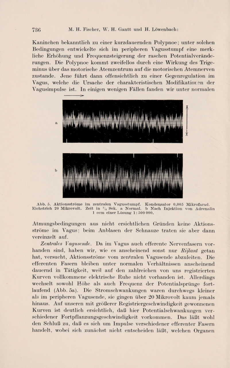 Kaninchen bekanntlich zu einer kurzdauernden Polypnoe; unter solchen Bedingungen entwickelte sich im peripheren Vagusstumpf eine merk- liche Erhohung und Frequenzsteigerung der raschen Potentialverande- rungen. Die Polypnoe kommt zweifellos durch eine Wirkung des Trige¬ minus iiber das motorische Atemzentrum auf die motorischen Atemnerven zustande. Jene fiihrt dann offensichtlich zu einer Gegenregulation im Vagus, welche die Ursache der charakteristischen Modifikatioi in der Vagusimpulse ist. In einigen wenigen Fallen fanden wir unter normalen -— l v Abb. 5. Aktionsstrome im zentralen Vagusstumpf. Kondensator 0,005 Mikrofarad. Eichstrich 20 Mikrovolt. Zeit in a/s Sek. a Normal, b Nach Injektion von Adrenalin 1 ccm einer Losung 1:500 000. Atmungsbedingungen aus nicht ersichtlichen Grunden keine Aktions¬ strome im Vagus: beim Anblasen der Schnauze traten sie aber dann vereinzelt auf. Zentrales Vagusende. Da im Vagus auch efferente Nervenfasern vor- handen sind, haben wir, wie es anscheinend sonst nur Rijlant getan hat, versucht, Aktionsstrome vom zentralen Vagusende abzuleiten. Die efferenten Fasern bleiben unter normalen Verhaltnissen anscheinend dauernd in Tatigkeit, weil auf den zahlreichen von uns registrierten Kurven vollkommene elektrische Ruhe nicht vorhanden ist. Allerdings wechselt sowohl Hohe als auch Frequenz der Potentialspriinge fort- laufend (Abb. 5a). Die Stromschwankungen waren durchwegs kleiner als im peripheren Vagusende, sie gingen iiber 20 Mikrovolt kaum jemals hinaus. Auf unseren mit groBerer Registriergeschwindigkeit gewonnenen Kurven ist deutlich ersichtlich, daB hier Potentialschwankungen ver- schiedener Fortpflanzungsgeschwindigkeit vorkommen. Das laBt wohl den SchluB zu, daB es sich um Impulse verschiedener efferenter Fasern handelt, wobei sich zunachst nicht entscheiden laBt, welchen Organen
