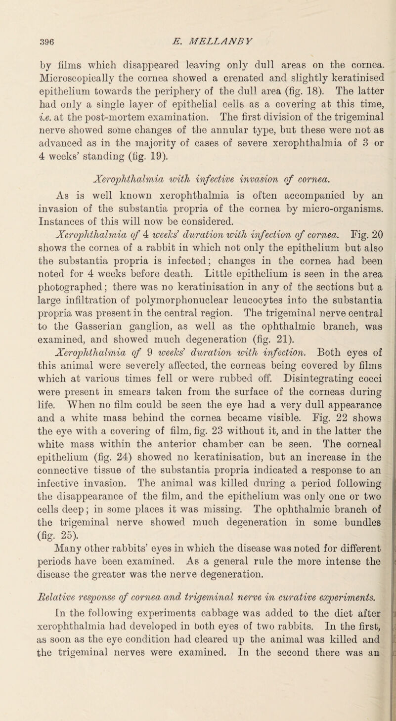 by films which disappeared leaving only dull areas on the cornea. Microscopically the cornea showed a crenatecl and slightly keratinised epithelium towards the periphery of the dull area (fig. 18). The latter had only a single layer of epithelial cells as a covering at this time, i.e. at the post-mortem examination. The first division of the trigeminal nerve showed some changes of the annular type, but these were not as advanced as in the majority of cases of severe xerophthalmia of 3 or 4 weeks’ standing (fig. 19). Xerophthalmia with infective invasion of cornea. As is well known xerophthalmia is often accompanied by an invasion of the substantia propria of the cornea by micro-organisms. Instances of this will now be considered. Xerophthalmia of 4 weeks' duration with infection of cornea. Fig. 20 shows the cornea of a rabbit in which not only the epithelium but also the substantia propria is infected; changes in the cornea had been noted for 4 weeks before death. Little epithelium is seen in the area photographed; there was no keratinisation in any of the sections but a large infiltration of polymorphonuclear leucocytes into the substantia propria was present in the central region. The trigeminal nerve central to the Gasserian ganglion, as well as the ophthalmic branch, was examined, and showed much degeneration (fig. 21). Xerophthalmia of 9 weeks' duration with infection. Both eyes of this animal were severely affected, the corneas being covered by films which at various times fell or were rubbed off. Disintegrating cocci were present in smears taken from the surface of the corneas during life. When no film could be seen the eye had a very dull appearance and a white mass behind the cornea became visible. Fig. 22 shows the eye with a covering of film, fig. 23 without it, and in the latter the white mass within the anterior chamber can be seen. The corneal epithelium (fig. 24) showed no keratinisation, but an increase in the connective tissue of the substantia propria indicated a response to an infective invasion. The animal was killed during a period following the disappearance of the film, and the epithelium was only one or two cells deep; in some places it was missing. The ophthalmic branch of the trigeminal nerve showed much degeneration in some bundles (fig- 25). Many other rabbits’ eyes in which the disease was noted for different periods have been examined. As a general rule the more intense the disease the greater was the nerve degeneration. Relative response of cornea and trigeminal nerve in curative experiments. In the following experiments cabbage was added to the diet after xerophthalmia had developed in both eyes of two rabbits. In the first, as soon as the eye condition had cleared up the animal was killed and the trigeminal nerves were examined. In the second there was an