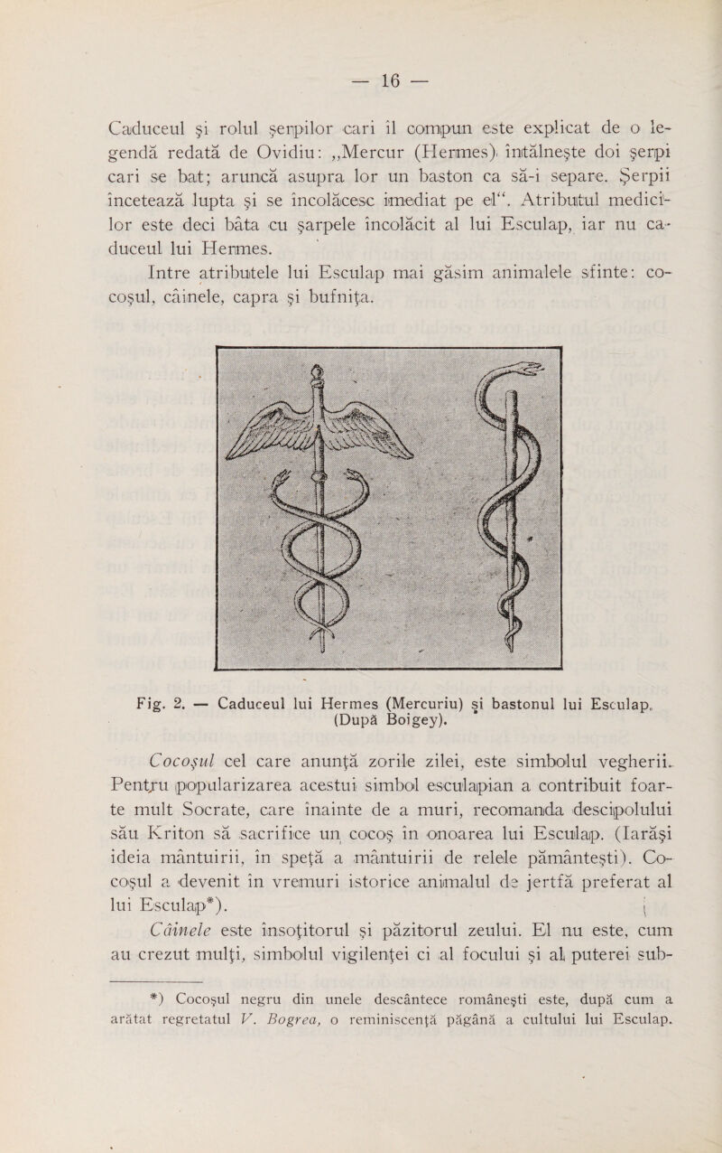 Caduceul §i rolul serpilor cari il compun este explicat de o le- genda redata de Ovidiu: ,,Mercur (Hermes). imtalne§te doi §erpi cari se bat; arunca asupra lor un has ton ca sa-i separe. $erpii inceteaza lupta si se incolacesc imeidiat pe el“. Atribuitul medici1- lor este deci bata cu sarpele incolacit al lui Esculap, iar nu ca- du'ceul lui Hermes. Intre atributele lui Esculap mai gasim animalele sfinte: co- cosul, cainele, capra §i bufnita. Fig. 2. — Caduceul lui Hermes (Mercuriu) si bastonul lui Esculap. (Dupa Boigey). Cocosul cel care anunfa zorile zilei, este simbolul vegherii. Pentju popularizarea acestui simbol esculapian a contribuit foar- te mult Socrate, care inainte de a muri, recomaoda descipolului sau Kriton sa .sacrifice un cocos in onoarea lui Esculap. (Iara§i ideia mantuirii, in spefa a mantuirii de relele pamante§ti). Co- co§ul a devenit in vremuri istorice aniimalul de jertfa preferat al lui Esculap*). | Cainele este insofitorul §i pazitorul zeului. El nu este, cum au crezut mulfi, simbolul vigilenfei ci al focului §i al puterei sub- *) Coco§ul negru din unele descantece romane§ti este, dupa cum a aratat regretatul V. Bogrea, o reminiscenta pagana a cultului lui Esculap.