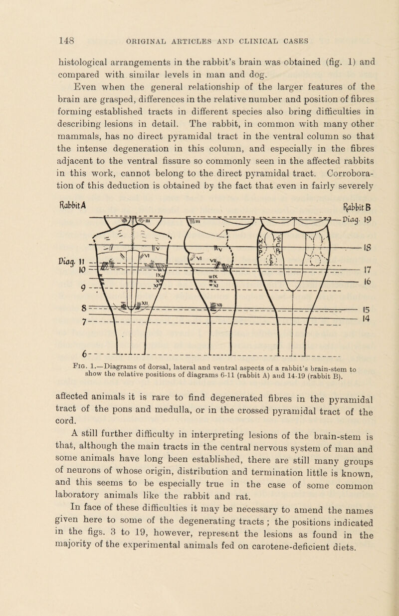 histological arrangements in the rabbit’s brain was obtained (fig. 1) and compared with similar levels in man and dog. Even when the general relationship of the larger features of the brain are grasped, differences in the relative number and position of fibres forming established tracts in different species also bring difficulties in describing lesions in detail. The rabbit, in common with many other mammals, has no direct pyramidal tract in the ventral column so that the intense degeneration in this column, and especially in the fibres adjacent to the ventral fissure so commonly seen in the affected rabbits in this work, cannot belong to the direct pyramidal tract. Corrobora¬ tion of this deduction is obtained by the fact that even in fairly severely Hobbit A Rabbit 8 affected animals it is rare to find degenerated fibres in the pyramidal tract of the pons and medulla, or in the crossed pyramidal tract of the cord. A still further difficulty in interpreting lesions of the brain-stem is that, although the main tracts in the central nervous system of man and some animals have long been established, there are still many groups of neurons of whose origin, distribution and termination little is known, and this seems to be especially true in the case of some common laboratory animals like the rabbit and rat. In face of these difficulties it may be necessary to amend the names given here to some of the degenerating tracts ; the positions indicated in the figs. 3 to 19, however, represent the lesions as found in the majority of the experimental animals fed on carotene-deficient diets.