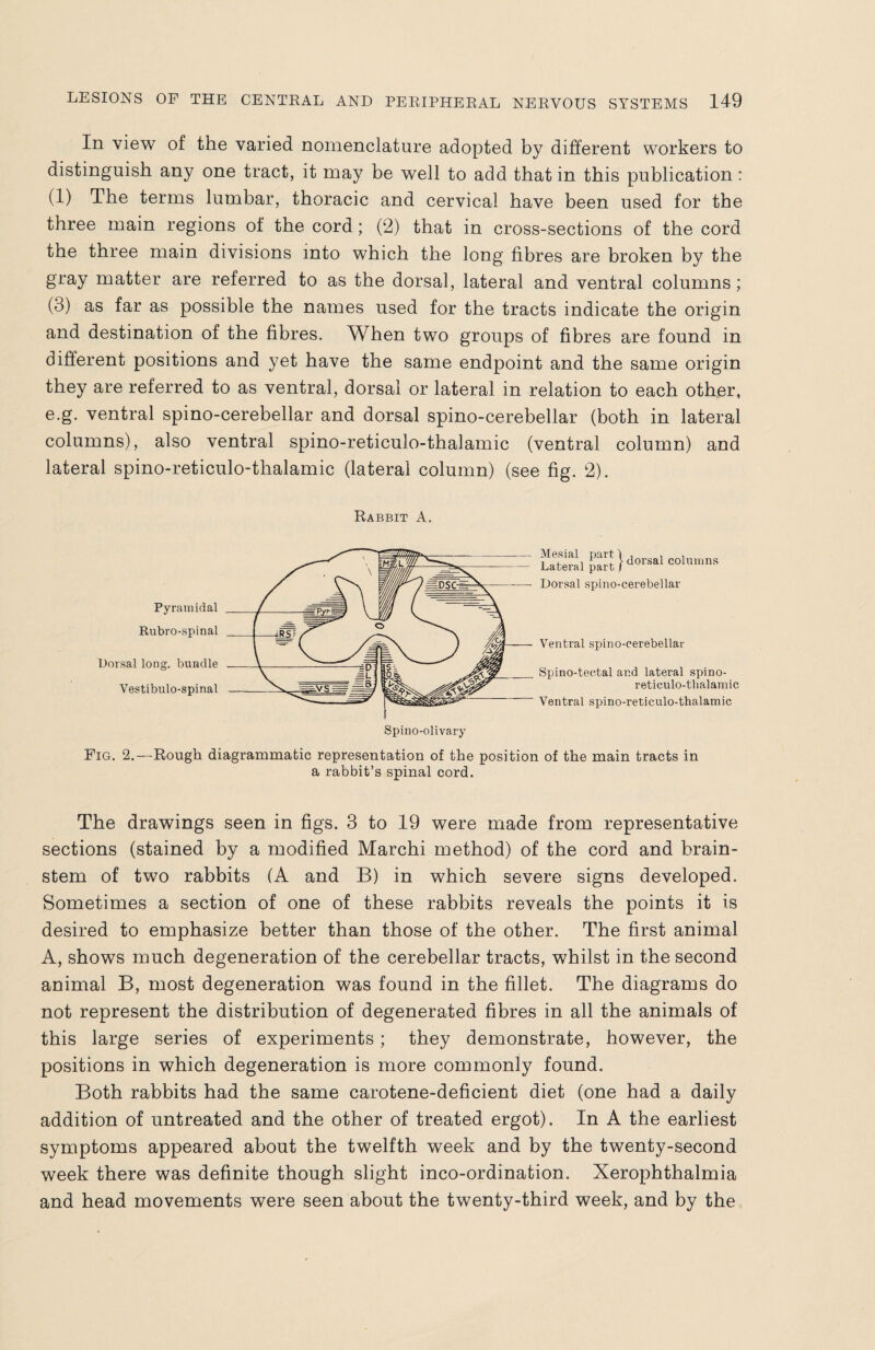 In view of the varied nomenclature adopted by different workers to distinguish any one tract, it may be well to add that in this publication : (1) The terms lumbar, thoracic and cervical have been used for the three main regions of the cord; (2) that in cross-sections of the cord the three main divisions into which the long fibres are broken by the gray matter are referred to as the dorsal, lateral and ventral columns; (3) as far as possible the names used for the tracts indicate the origin and destination of the fibres. When two groups of fibres are found in different positions and yet have the same endpoint and the same origin they are referred to as ventral, dorsal or lateral in relation to each other, e.g. ventral spino-cerebellar and dorsal spino-cerebellar (both in lateral columns), also ventral spino-reticulo-thalamic (ventral column) and lateral spino-reticulo-thalamic (lateral column) (see fig. 2). Rabbit A. Lateral paft }dorsal colmnns Dorsal spino-cerebellar Ventral spino-cerebellar Spino-tectal and lateral spino- reticulo-thalamic Ventral spino-reticulo-thalamic Fig. 2.—Rough diagrammatic representation of the position of the main tracts in a rabbit’s spinal cord. The drawings seen in figs. 3 to 19 were made from representative sections (stained by a modified Marchi method) of the cord and brain¬ stem of two rabbits (A and B) in which severe signs developed. Sometimes a section of one of these rabbits reveals the points it is desired to emphasize better than those of the other. The first animal A, shows much degeneration of the cerebellar tracts, whilst in the second animal B, most degeneration was found in the fillet. The diagrams do not represent the distribution of degenerated fibres in all the animals of this large series of experiments; they demonstrate, however, the positions in which degeneration is more commonly found. Both rabbits had the same carotene-deficient diet (one had a daily addition of untreated and the other of treated ergot). In A the earliest symptoms appeared about the twelfth week and by the twenty-second week there was definite though slight inco-ordination. Xerophthalmia and head movements were seen about the twenty-third week, and by the