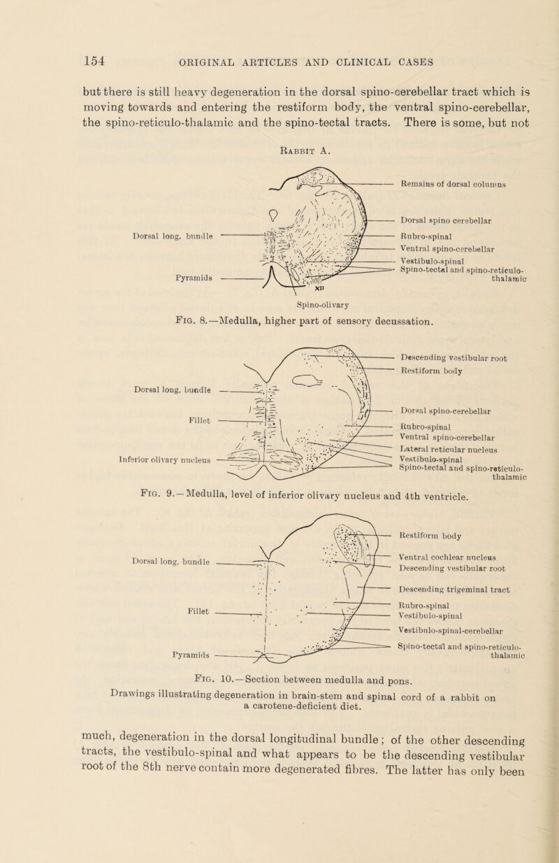 but there is still heavy degeneration in the dorsal spino-cerebellar tract which is moving towards and entering the restiform body, the ventral spino-cerebellar, the spino-reticulo-thalamic and the spino-tectal tracts. There is some, but not Rabbit A. Dorsal long, bundle Pyramids Remains of dorsal columns Dorsal spino cerebellar Rubro-spinal Ventral spino-cerebellar Vestibulo-spinal Spino-tectal and spino-reticulo- thalamic Fig. 8.—Medulla, higher part of sensory decussation. Descending vestibular root Restiform body Dorsal spino-cerebellar Rubro-spinal Ventral spino-cerebellar Lateral reticular nucleus Vestibulo-spinal Spino-tectal and spino-reticulo- thalamic Fig. 9. —Medulla, level of inferior olivary nucleus and 4th ventricle. Restiform body Ventral cochlear nucleus Descending vestibular root Descending trigeminal tract Rubro-spinal Vestibulo-spinal Vestibulo-spinal-cerebellar Spino-tecta’l and spino-reticulo- thalamic Fig. 10. —Section between medulla and pons. Drawings illustrating degeneration in brain-stem and spinal cord of a rabbit on a carotene-deficient diet. much, degeneration in the dorsal longitudinal bundle; of the other descending tracts, the vestibulo-spinal and what appears to be the descending vestibular root of the 8th nerve contain more degenerated fibres. The latter has only been