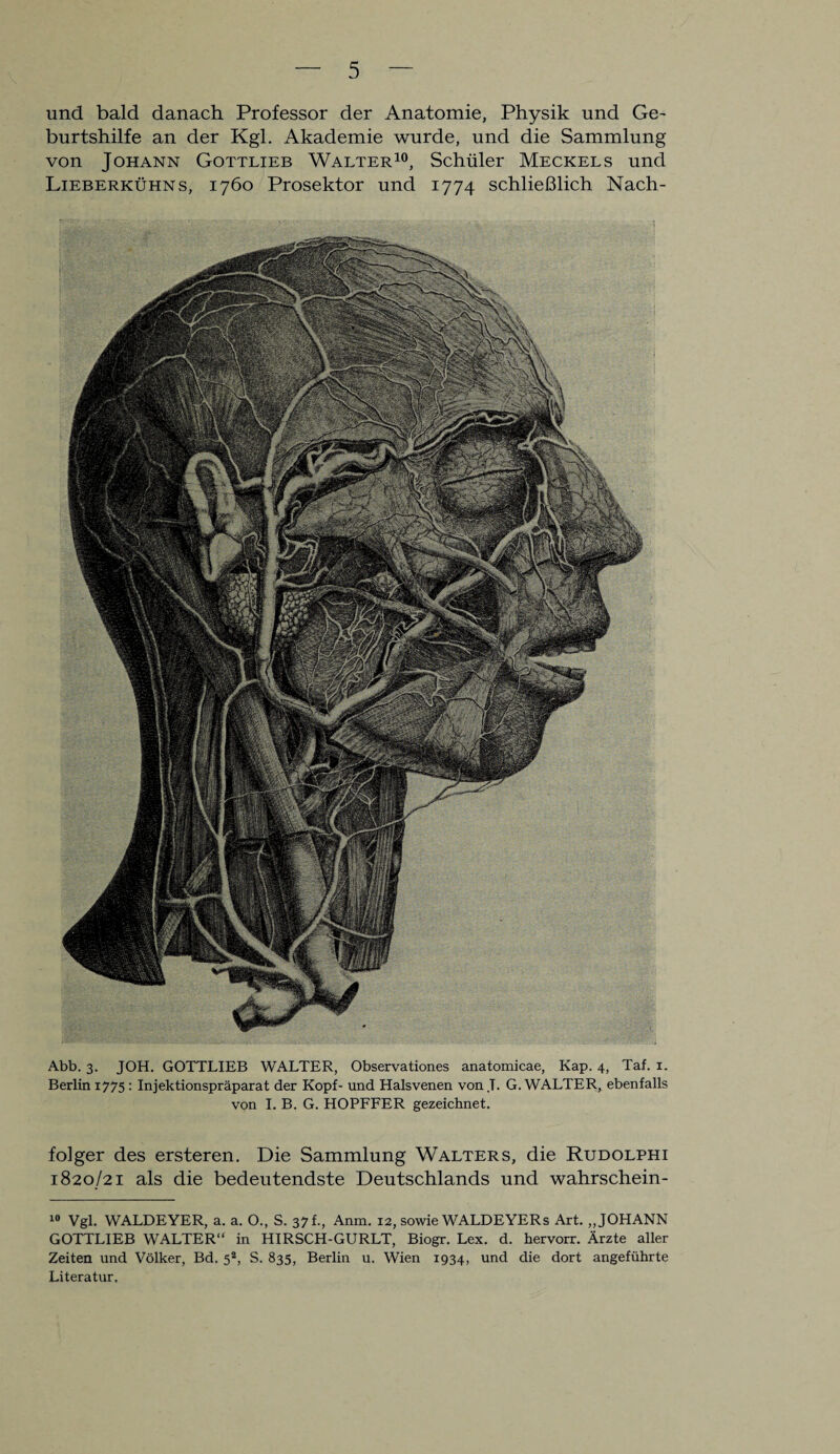 und bald danach Professor der Anatomie, Physik und Ge¬ burtshilfe an der Kgl. Akademie wurde, und die Sammlung von Johann Gottlieb Walter10, Schüler Meckels und Lieberkühns, 1760 Prosektor und 1774 schließlich Nach- Abb. 3. J0H. GOTTLIEB WALTER, Observationes anatomicae, Kap. 4, Taf. 1. Berlin 1775 : Injektionspräparat der Kopf- und Halsvenen von .T. G. WALTER, ebenfalls von I. B. G. HOPFFER gezeichnet. folger des ersteren. Die Sammlung Walters, die Rudolphi 1820/21 als die bedeutendste Deutschlands und wahrschein - 10 Vgl. WALDEYER, a. a. O., S. 37 f., Anm. 12, sowie WALDEYERs Art. „JOHANN GOTTLIEB WALTER“ in HIRSCH-GURLT, Biogr. Lex. d. hervorr. Ärzte aller Zeiten und Völker, Bd. 5a, S. 835, Berlin u. Wien 1934, und die dort angeführte Literatur.