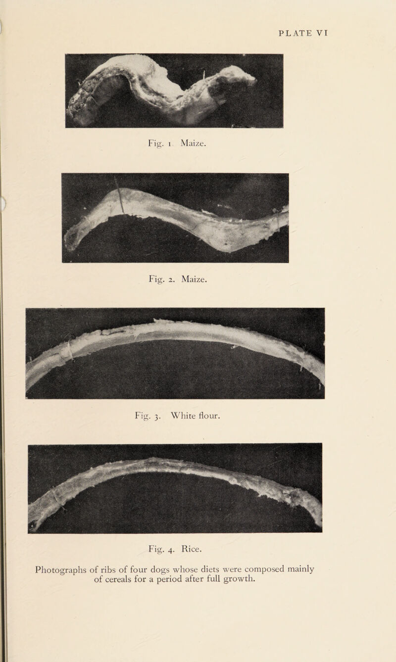 Fig. i Maize. Fig. 2. Maize. Fig. 3. White flour. Fig. 4. Rice. Photographs of ribs of four dogs whose diets were composed mainly of cereals for a period after full growth.