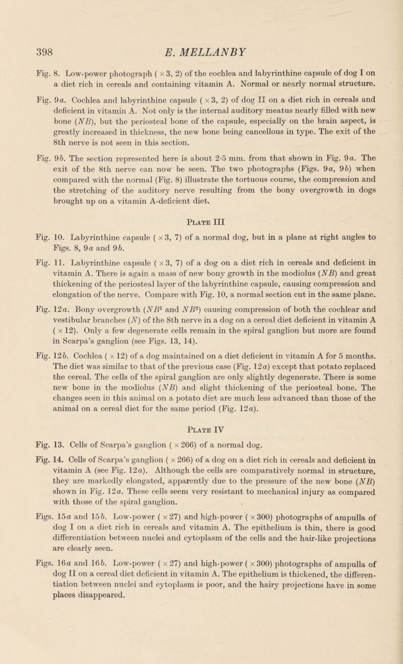 Fig. 8. Low-power photograph ( x 3, 2) of the cochlea and labyrinthine capsule of dog I on a diet rich in cereals and containing vitamin A. Normal or nearly normal structure. Fig. 9 a. Cochlea and labyrinthine capsule ( x 3, 2) of dog II on a diet rich in cereals and deficient in vitamin A. Not only is the internal auditory meatus nearly filled with new bone (NB), but the periosteal bone of the capsule, especially on the brain aspect, is greatly increased in thickness, the new bone being cancellous in type. The exit of the 8th nerve is not seen in this section. Fig. 96. The section represented here is about 2-5 mm. from that shown in Fig. 9a. The exit of the 8th nerve can now be seen. The two photographs (Figs. 9a, 96) when compared with the normal (Fig. 8) illustrate the tortuous course, the compression and the stretching of the auditory nerve resulting from the bony overgrowth in dogs brought up on a vitamin A-deficient diet. Plate III Fig. 10. Labyrinthine capsule ( x 3, 7) of a normal dog, but in a plane at right angles to Figs. 8, 9 a and 96. Fig. 11. Labyrinthine capsule ( x 3, 7) of a dog on a diet rich in cereals and deficient in vitamin A. There is again a mass of new bony growth in the modiolus (NB) and great thickening of the periosteal layer of the labyrinthine capsule, causing compression and elongation of the nerve. Compare with Fig. 10, a normal section cut in the same plane. Fig. 12a. Bony overgrowth (NB1 and NB2) causing compression of both the cochlear and vestibular branches (N) of the 8th nerve in a dog on a cereal diet deficient in vitamin A ( x 12). Only a few degenerate cells remain in the spiral ganglion but more are found in Scarpa’s ganglion (see Figs. 13, 14). Fig. 126. Cochlea ( x 12) of a dog maintained on a diet deficient in vitamin A for 5 months. The diet was similar to that of the previous case (Fig. 12 a) except that potato replaced the cereal. The cells of the spiral ganglion are only slightly degenerate. There is some new bone in the modiolus (NB) and slight thickening of the periosteal bone. The changes seen in this animal on a potato diet are much less advanced than those of the animal on a cereal diet for the same period (Fig. 12a). Plate IV Fig. 13. Cells of Scarpa’s ganglion ( x 266) of a normal dog. Fig. 14. Cells of Scarpa’s ganglion ( x 266) of a dog on a diet rich in cereals and deficient in vitamin A (see Fig. 12a). Although the cells are comparatively normal in structure, they are markedly elongated, apparently due to the pressure of the new bone (NB) shown in Fig. 12a. These cells seem very resistant to mechanical injury as compared with those of the spiral ganglion. Figs. 15a and 156. Low-power ( x 27) and high-power ( x 300) photographs of ampulla of dog I on a diet rich in cereals and vitamin A. The epithelium is thin, there is good differentiation between nuclei and cytoplasm of the cells and the hair-like projections are clearly seen. Figs. 16 a and 166. Low-power ( x 27) and high-power ( x 300) photographs of ampulla of dog II on a cereal diet deficient in vitamin A. The epithelium is thickened, the differen¬ tiation between nuclei and cytoplasm is poor, and the hairy projections have in some places disappeared.