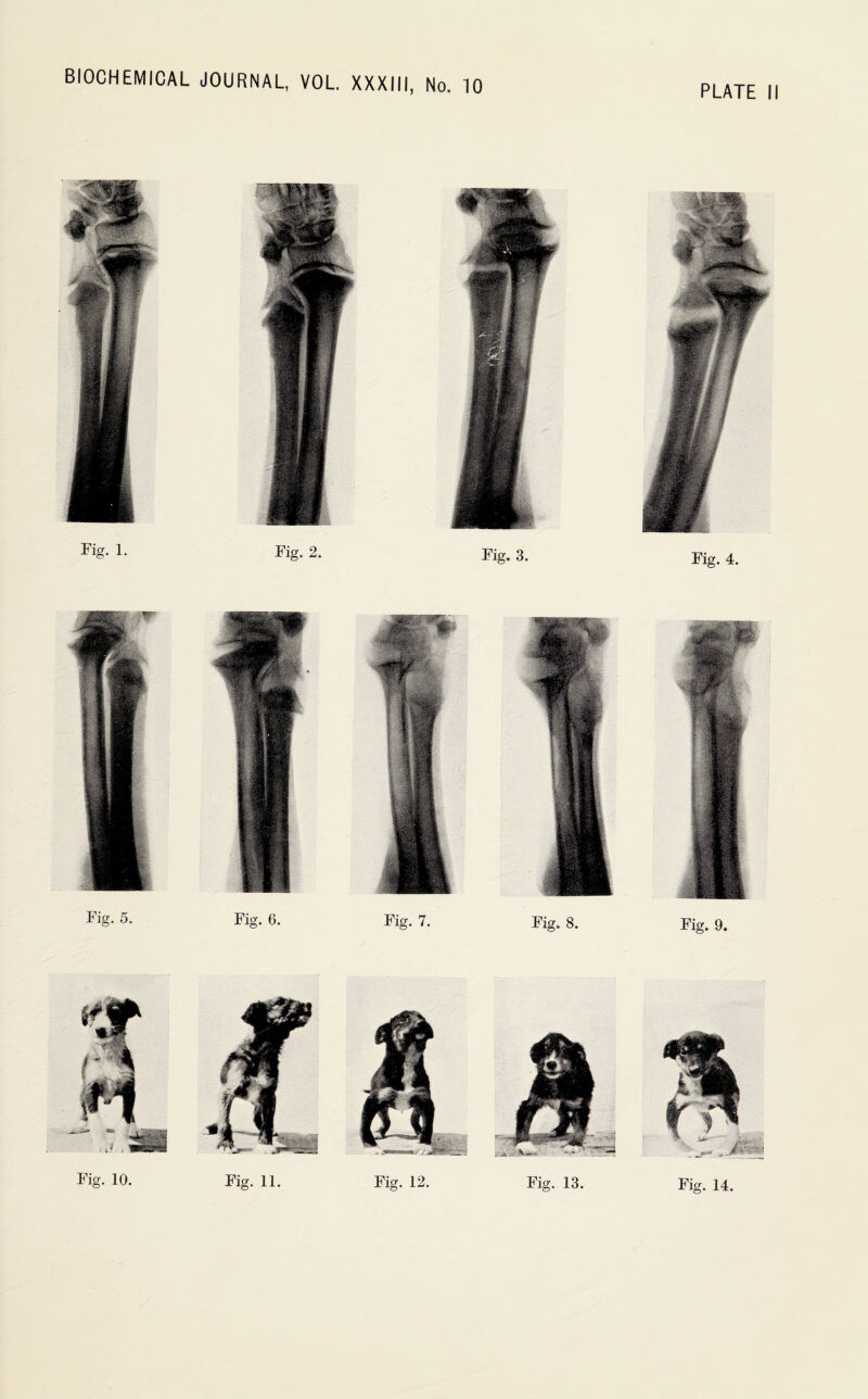 BIOCHEMICAL JOURNAL, VOL XXXIII, No. 10 PLATE II Fig. 9. Fig. 3. Fig. 8. Fig. 13. Fig. 4. Fig. 2. Fig. 7. Fig. 12. Fig. 1. Fig. 5. Fig. 6. Fig. 10. Fig. 11. Fig. 14.