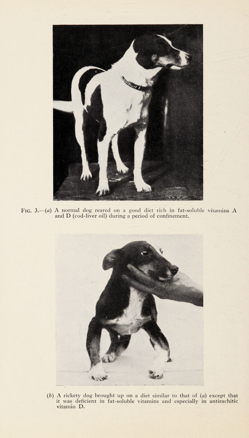 \ Fig. 3.—(a) A normal dog reared on a good diet rich in fat-soluble vitamins A and D (cod-liver oil) during a period of confinement. (b) A rickety dog brought up on a diet similar to that of (a) except that it was deficient in fat-soluble vitamins and especially in antirachitic vitamin D.
