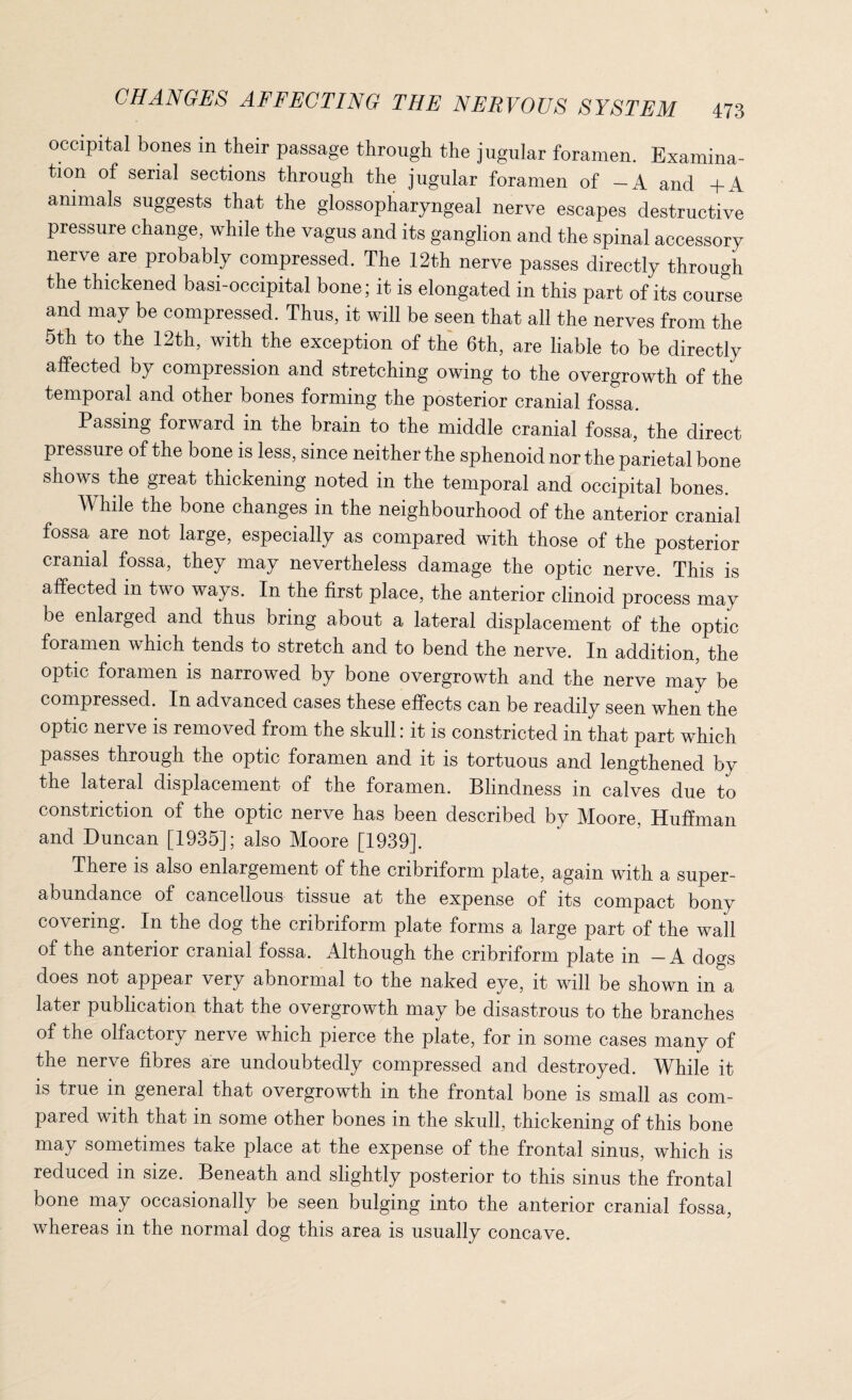 occipital bones in their passage through the jugular foramen. Examina¬ tion of serial sections through the jugular foramen of -A and +A animals suggests that the glossopharyngeal nerve escapes destructive pressure change, while the vagus and its ganglion and the spinal accessory nerve are probably compressed. The 12th nerve passes directly through the thickened basi-occipital bone; it is elongated in this part of its course and may be compressed. Thus, it will be seen that all the nerves from the 5th to the 12th, with the exception of the 6th, are liable to be directly affected by compression and stretching owing to the overgrowth of the temporal and other bones forming the posterior cranial fossa. Passing forward in the brain to the middle cranial fossa, the direct pressure of the bone is less, since neither the sphenoid nor the parietal bone shows the great thickening noted in the temporal and occipital bones. While the bone changes in the neighbourhood of the anterior cranial fossa are not large, especially as compared with those of the posterior cranial fossa, they may nevertheless damage the optic nerve. This is affected in two ways. In the first place, the anterior clinoid process may be enlarged and thus bring about a lateral displacement of the optic foramen which tends to stretch and to bend the nerve. In addition, the optic foramen is narrowed by bone overgrowth and the nerve may be compressed. In advanced cases these effects can be readily seen when the optic nerve is removed from the skull: it is constricted in that part which passes through the optic foramen and it is tortuous and lengthened by the lateral displacement of the foramen. Blindness in calves due to constriction of the optic nerve has been described by Moore, Huffman and Duncan [1935]; also Moore [1939]. There is also enlargement of the cribriform plate, again with a super¬ abundance of cancellous tissue at the expense of its compact bony covering. In the dog the cribriform plate forms a large part of the wall of the anterior cranial fossa. Although the cribriform plate in — A dogs does not appear very abnormal to the naked eye, it will be shown in a later publication that the overgrowth may be disastrous to the branches of the olfactory nerve which pierce the plate, for in some cases many of the nerve fibres are undoubtedly compressed and destroyed. While it is true in general that overgrowth in the frontal bone is small as com¬ pared with that in some other bones in the skull, thickening of this bone may sometimes take place at the expense of the frontal sinus, which is reduced in size. Beneath and slightly posterior to this sinus the frontal bone may occasionally be seen bulging into the anterior cranial fossa, whereas in the normal dog this area is usually concave.