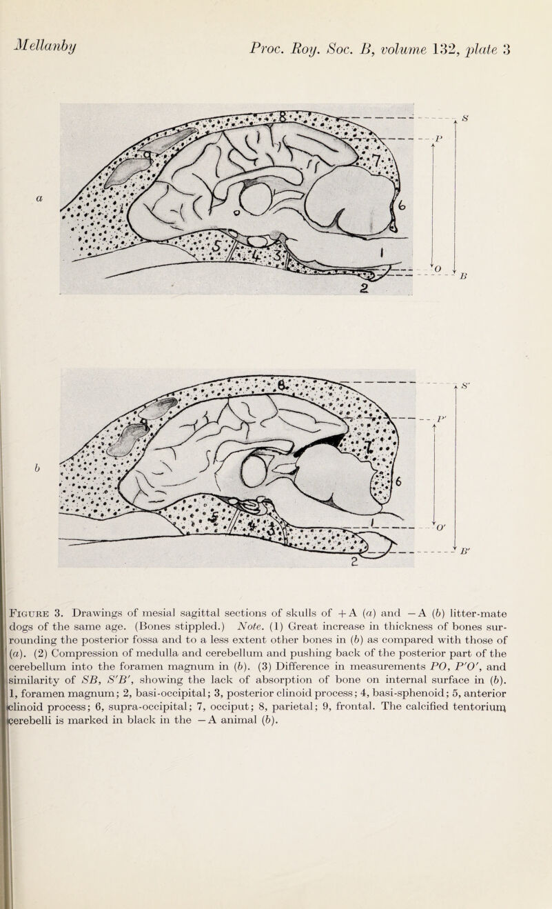 a 8 -- P A O B Figure 3. Drawings of mesial sagittal sections of skulls of +A (a) and —A (b) litter-mate dogs of the same age. (Bones stippled.) Note. (1) Great increase in thickness of bones sur¬ rounding the posterior fossa and to a less extent other bones in (b) as compared with those of (a). (2) Compression of medulla and cerebellum and pushing back of the posterior part of the cerebellum into the foramen magnum in (6). (3) Difference in measurements PO, P'0', and similarity of SB, S'B', showing the lack of absorption of bone on internal surface in (6). 1, foramen magnum; 2, basi-occipital; 3, posterior clinoid process; 4, basi-sphenoid; 5, anterior olinoid process; 6, supra-occipital; 7, occiput; 8, parietal; 9, frontal. The calcified tentoriuip sqerebelli is marked in black in the — A animal (6).