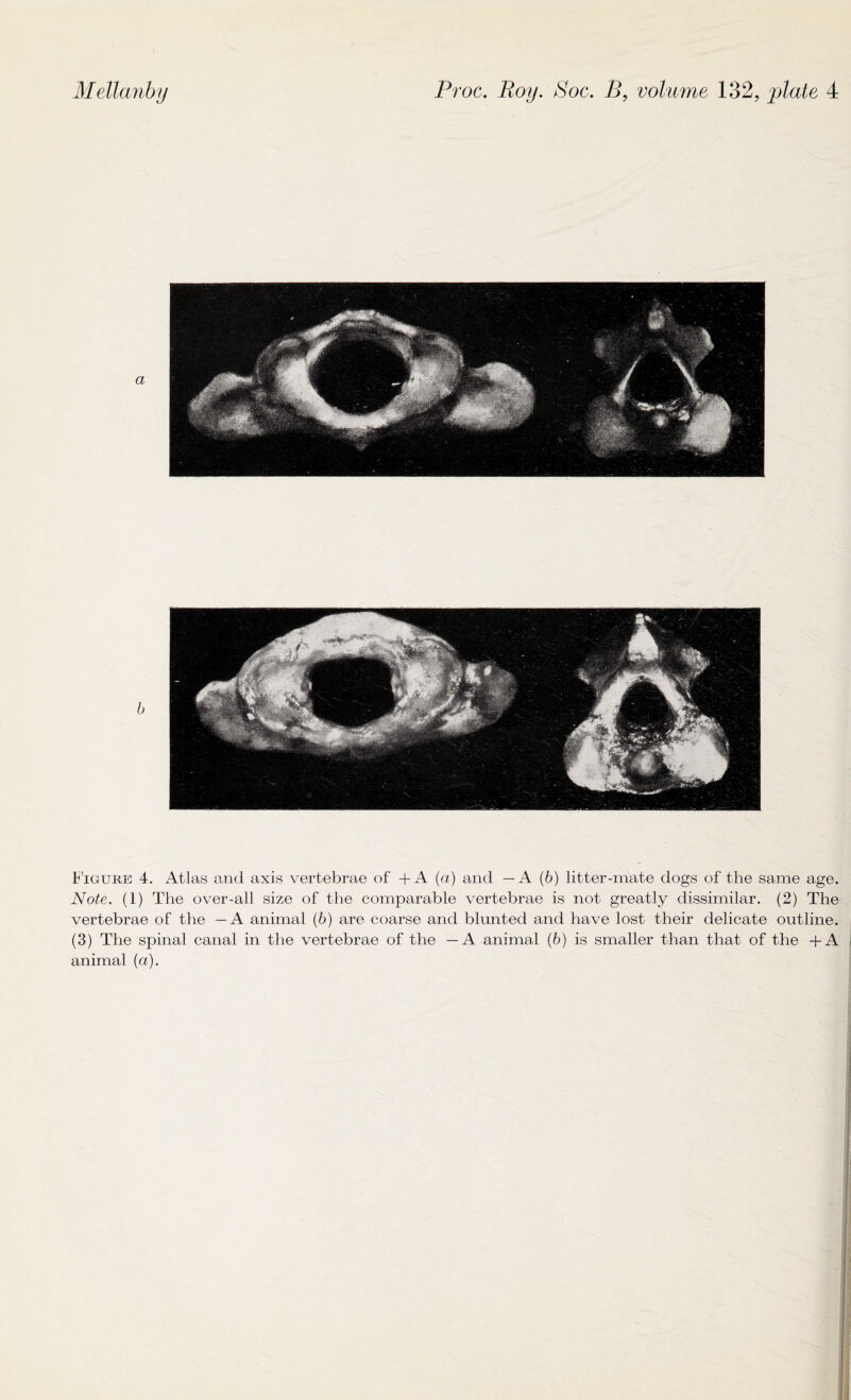 Figure 4. Atlas and axis vertebrae of + A (a) and — A (b) litter-mate dogs of the same age. Note. (1) The over-all size of the comparable vertebrae is not greatly dissimilar. (2) The vertebrae of the — A animal (6) are coarse and blunted and have lost their delicate outline. (3) The spinal canal in the vertebrae of the — A animal (b) is smaller than that of the +A animal (a).