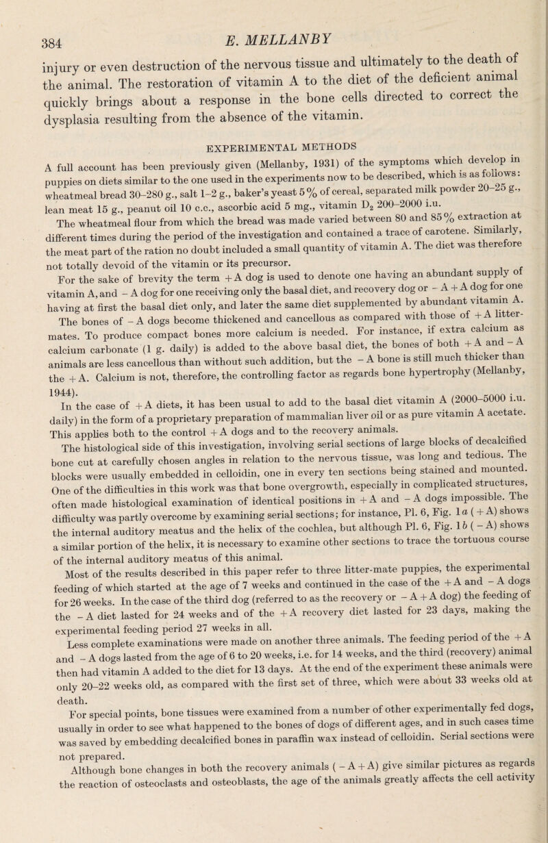 injury or even destruction of the nervous tissue and ultimately to the death of the animal. The restoration of vitamin A to the diet of the deficient anima quickly brings about a response in the bone cells directed to correct the dysplasia resulting from the absence of the vitamin. EXPEKIMENTAL METHODS A full account has been previously given (MeUanby, 1931) of the symptoms which develop in puppies on diets similar to the one used in the experiments now to be described, which is as fonows. wheatmeal bread 30-280 g., salt 1-2 g., baker’s yeast 5 % of cereal, separated mdk powder g., lean meat 15 g., peanut oil 10 c.c., ascorbic acid 5 mg., vitamin 200-2000 i.u. The wheatmeal flour from which the bread was made varied between 80 and 8o% extraction at difl-erent times during the period of the investigation and contained a trace of carotene. Similarly, the meat part of the ration no doubt included a small quantity of vitamin A. The diet was theretore not totally devoid of the vitamin or its precursor. j ^ i f For the sake of brevity the term + A dog is used to denote one having an abundant supp y o vitamin A, and - A dog for one receiving only the basal diet, and recovery dog or - A + A dog tor one having at first the basal diet only, and later the same diet supplemented by abundant vitamm A. The bones of - A dogs become thickened and cancellous as compared with those o + ^ i er mates. To produce compact bones more calcium is needed. For instance, if extra calcium as calcium carbonate (1 g. daily) is added to the above basal diet, the bones of both A and - A animals are less cancellous than without such addition, but the - A bone is still much the + A. Calcium is not, therefore, the controlling factor as regards bone hypertrophy (MeUanby, 1944). In the case of + A diets, it has been usual to add to the basal diet vitamin A (2000-5000 i.u. daily) in the form of a proprietary preparation of mammalian liver oil or as pure vitamin A acetate. This apphes both to the control + A dogs and to the recovery animals. i j The histological side of this investigation, involving serial sections of large blocks of decalcike bone cut at carefully chosen angles in relation to the nervous tissue, was long and tedious, ihe blocks were usually embedded in celloidin, one in every ten sections being stained and mounted. One of the difficulties in this work was that bone overgrowth, especially in complicated structures, often made histological examination of identical positions in + A and - A dogs impossible. The difficulty was partly overcome by examining serial sections; for instance, PI. 6, Fig. 1 a ( + A) s ows the internal auditory meatus and the helix of the cochlea, but although PL 6, Fig. 16 ( - A) s rows a similar portion of the hehx, it is necessary to examine other sections to trace the tortuous course of the internal auditory meatus of this animal. Most of the results described in this paper refer to three fitter-mate puppies, the experimental feeding of which started at the age of 7 weeks and continued in the case of the -f A and - A dogs for 26 weeks. In the case of the third dog (referred to as the recovery or - A + A dog) the feeding of the -A diet lasted for 24 weeks and of the +A recovery diet lasted for 23 days, making the experimental feeding period 27 weeks in all. Less complete examinations were made on another three animals. The feeding period of the + A and - A dogs lasted from the age of 6 to 20 weeks, i.e. for 14 weeks, and the third (reeovery) animal then had vitamin A added to the diet for 13 days. At the end of the experiment these animals were only 20-22 weeks old, as compared with the first set of three, which were about 33 weeks old at For special points, bone tissues were examined from a number of other experimentally fed dogs, usually in order to see what happened to the bones of dogs of different ages, and m such cases time was saved by embedding decalcified bones in paraffin wax instead of celloidin. Serial sections were not prepared. ... j Although bone changes in both the recovery animals ( - A + A) give similar pictures as regar s the reaction of osteoclasts and osteoblasts, the age of the animals greatly affects the cell activity