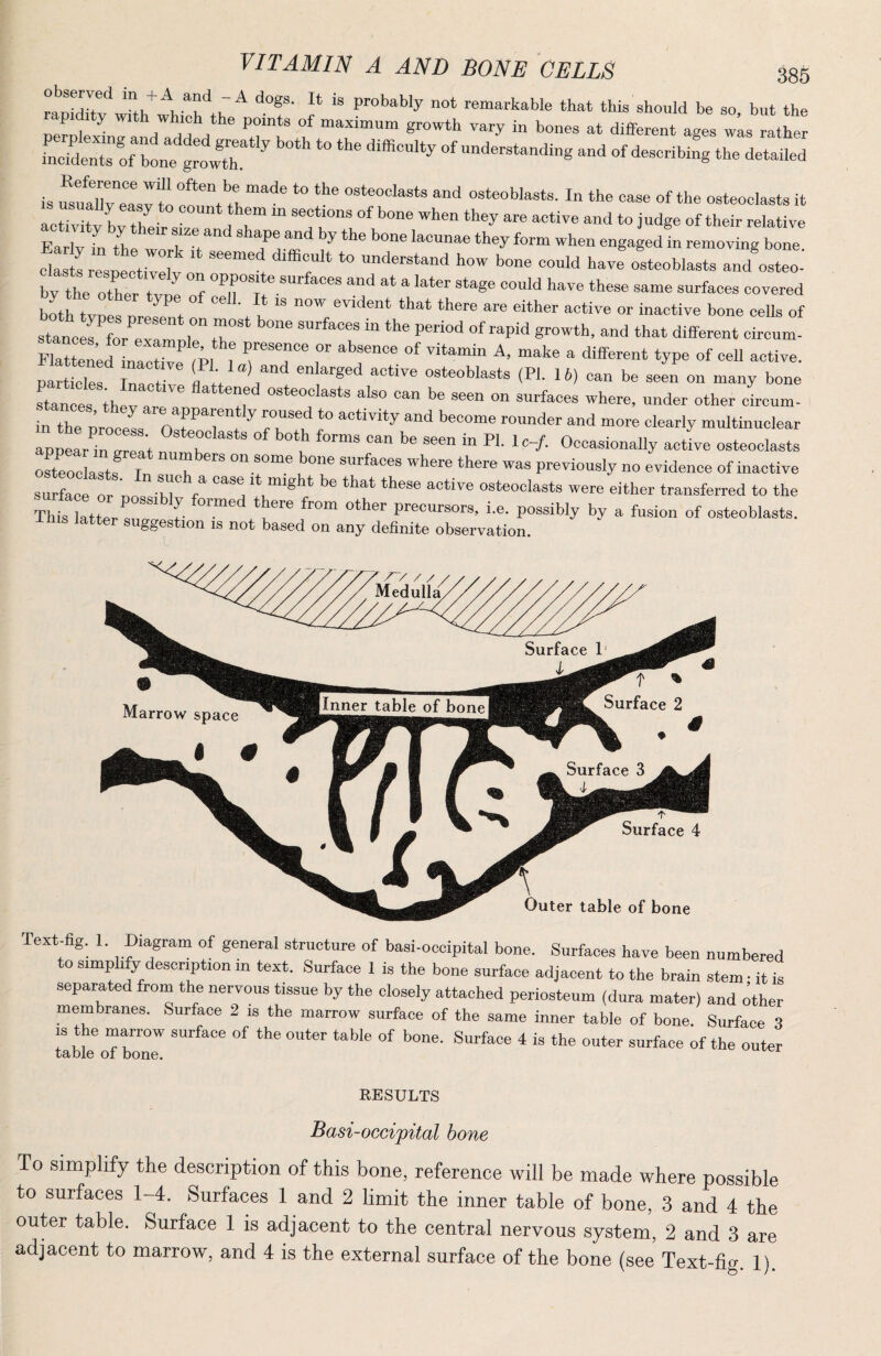 385 observed +A and - A dogs. It is probably not remarkable that this should be so but the rap.d:ty wrth wh.h the points of maximum growth vary in bones at different ages Is mthe SeX oft understanding and of describing the detailed is tXtsv to “>1 osteoblasts. In the ease of the osteoclasts it .s usually easy to count them m sections of bone when they are active and to judge of their relative Earlv ^ tb '’°“® '^uunae they form when engaged in removing bone clast res titv ‘'“f ‘ havetLoblasts andteo-' bv the other t ^ ” f ® surfaces and at a later stage could have these same surfaces covered tanc f for e!r rr and that different circum- FlaZ’etna t t;, : TT ^ different type of ceU active, parties Zct'™ fl rr t “‘'™ osteoblasts (PI. 16) can be seen on many bone Stan es tht ar^^ r, ^e seen on surfaces where, under other circum- . in the nrn ^ and become rounder and more clearly multinuclear Iptart Zt t b Occasionally actL osteoclasts osteoclast I “ .®°™® bone surfaces where there was previously no evidence of inactive sulcTor o u / osteoclasts were either transferred to the Srtlatfor s f- “ ‘t by a fusion of osteoblasts, uggestion IS not based on any definite observation. ^ rv / / ^ Medulla Surface 3 Surface 1 \ % Surface 2 Inner table of bone Marrow space I # Surface 4 Outer table of bone Text.fig. 1. Diagram of general structure of basi-occipital bone. Surfaces have been numbered to simplify description in text. Surface 1 is the bone surface adjacent to the brain stem - it is separated from the nervous tissue by the closely attached periosteum (dura mater) and other membranes. Surface 2 is the marrow surface of the same inner table of bone. Surface 3 IS the marrow surface of the outer table of bone. Surface 4 is the outer surface of the outer table 01 bone. EESULTS Basi-occipital hone To simplify the description of this bone, reference will be made where possible to surfaces 1-4. Surfaces 1 and 2 limit the inner table of bone, 3 and 4 the outer table. Surface 1 is adjacent to the central nervous system, 2 and 3 are