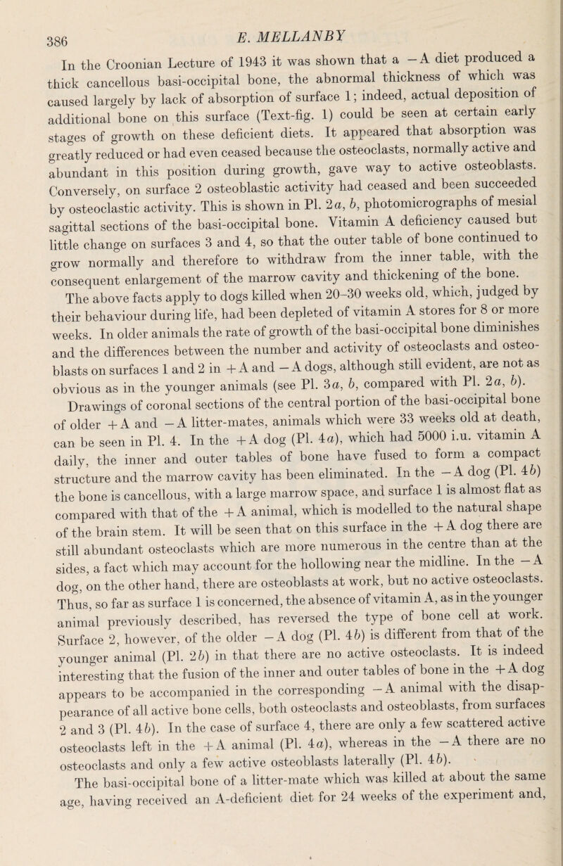 In the Croonian Lecture of 1943 it was shown that a -A diet produced a thick cancellous basi-occipital bone, the abnormal thickness of which was caused largely by lack of absorption of surface 1; indeed, actual deposition of additional bone on this surface (Text-fig. 1) could be seen at certain early stages of growth on these deficient diets. It appeared that absorption was greatly reduced or had even ceased because the osteoclasts, normally active and abundant in this position during growth, gave way to active osteoblasts. Conversely, on surface 2 osteoblastic activity had ceased and been succeeded by osteoclastic activity. This is shown in PI. 2 a, 6, photomicrographs of mesial sagittal sections of the basi-occipital bone. Vitamin A deficiency caused but little change on surfaces 3 and 4, so that the outer table of bone continued to grow normally and therefore to withdraw from the inner table, with the consequent enlargement of the marrow cavity and thickening of the bone. The above facts apply to dogs killed when 20-30 weeks old, which, judged by their behaviour during life, had been depleted of vitamin A stores for 8 or more weeks. In older animals the rate of growth of the basi-occipital bone diminishes and the differences between the number and activity of osteoclasts and osteo¬ blasts on surfaces 1 and 2 in -1- A and - A dogs, although still evident, are not as obvious as in the younger animals (see PI. 3a, 6, compared with PL 2a, b). Drawings of coronal sections of the central portion of the basi-occipital bone of older -f A and - A litter-mates, animals which were 33 weeks old at death, can be seen in PL 4. In the -I-A dog (PL 4a), which had 6000 i.u. vitamin A daily, the inner and outer tables of bone have fused to form a compact structure and the marrow cavity has been eliminated. In the - A dog (PL 46) the bone is cancellous, with a large marrow space, and surface 1 is almost flat as compared with that of the -1- A animal, which is modelled to the natural shape of the brain stem. It will be seen that on this surface in the -b A dog there are still abundant osteoclasts which are more numerous in the centre than at the sides, a fact which may account for the hollowing near the midline. In the - A dog, on the other hand, there are osteoblasts at work, but no active osteoclasts. Thus, so far as surface 1 is concerned, the absence of vitamin A, as in the younger animLl previously described, has reversed the type of bone cell at work. Surface 2, however, of the older - A dog (PL 46) is different from that of the younger animal (PL 26) in that there are no active osteoclasts. It is indeed interesting that the fusion of the inner and outer tables of bone in the -b A dog appears to be accompanied in the corresponding - A animal with the disap¬ pearance of all active bone cells, both osteoclasts and osteoblasts, from surfaces 2 and 3 (PL 46). In the case of surface 4, there are only a few scattered active osteoclasts left in the -bA animal (PL 4a), whereas in the -A there are no osteoclasts and only a few active osteoblasts laterally (PL 46). The basi-occipital bone of a litter-mate which was killed at about the same age, having received an A-deficient diet for 24 weeks of the experiment and.