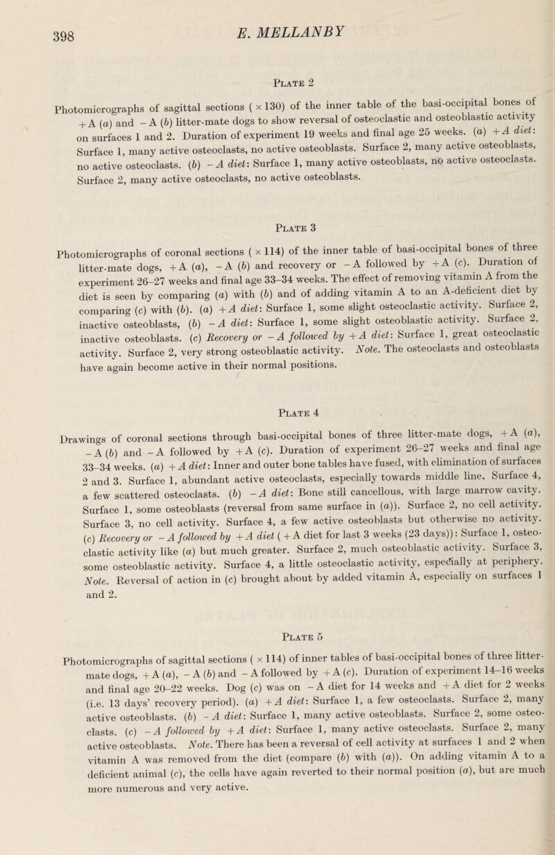 Plate 2 Photomicrographs of sagittal sections ( x 130) of the inner table of the basi-occipital bones of + A {a) and - A (6) litter-mate dogs to show reversal of osteoclastic and osteoblastic activity on surfaces 1 and 2. Duration of experiment 19 weeks and final age 25 weeks, {a) +A diet: Surface 1, many active osteoclasts, no active osteoblasts. Surface 2, many active osteoblasts, no active osteoclasts. (6) -A diet: Surface 1, many active osteoblasts, no active osteoclasts. Surface 2, many active osteoclasts, no active osteoblasts. Plate 3 Photomicrographs of coronal sections ( x 114) of the inner table of basi-occipital bones of three litter-mate dogs, -f A (a), -A (b) and recovery or -A followed by -fA (c). Duration of experiment 26-27 weeks and final age 33-34 weeks. The effect of removing vitamin A from the diet is seen by comparing (a) with {b) and of adding vitamin A to an A-deficient diet by comparing (c) with (&). (a) +A diet: Surface 1, some slight osteoclastic activity. Surface 2, inactive osteoblasts, (6) -A diet: Surface 1, some slight osteoblastic activity. Surface 2, inactive osteoblasts, (c) Recovery or - A followed by + A diet: Surface 1, great osteoclastic activity. Surface 2, very strong osteoblastic activity. Note. The osteoclasts and osteoblasts have again become active in their normal positions. Plate 4 Drawings of coronal sections through basi-occipital bones of three litter-mate dogs, +A (a), -A{b) and - A foUowed by +A (c). Duration of experiment 26-27 weeks and final age 33-34 weeks, (a) + A diet: Inner and outer bone tables have fused, with elimination of surfaces 2 and 3. Surface 1, abundant active osteoclasts, especially towards middle line. Surface 4, a few scattered osteoclasts. (6) -A diet: Bone stiU cancellous, with large marrow cavity. Surface 1, some osteoblasts (reversal from same surface in {a)). Surface 2, no cell activity. Surface 3, no cell activity. Surface 4, a few active osteoblasts but otherwise no activity, (c) Recovery or - A followed by + A diet ( +A diet for last 3 weeks (23 days)): Surface 1, osteo¬ clastic activity like {a) but much greater. Surface 2, much osteoblastic activity. Surface 3, some osteoblastic activity. Surface 4, a little osteoclastic activity, especially at periphery. Note. Reversal of action in (c) brought about by added vitamin A, especially on surfaces 1 and 2. Plate 5 Photomicrographs of sagittal sections ( x 114) of inner tables of basi-occipital bones of three litter- mate dogs, + A(a), - A (6) and - A followed by +A(c). Duration of experiment 14-16 weeks and final age 20-22 weeks. Dog (c) was on - A diet for 14 weeks and +A diet for 2 weeks (i.e. 13 days’ recovery period), (a) A-A diet: Surface 1, a few osteoclasts. Surface 2, many active osteoblasts. (6) ~A diet: Surface 1, many active osteoblasts. Surface 2, some osteo¬ clasts. (c) -A followed by -AA diet: Surface 1, many active osteoclasts. Surface 2, many active osteoblasts. Note. There has been a reversal of cell activity at surfaces 1 and 2 when vitamin A was removed from the diet (compare (6) with (a)). On adding vitamin A to a deficient animal (c), the cells have again reverted to their normal position (a), but are much more numerous and very active.