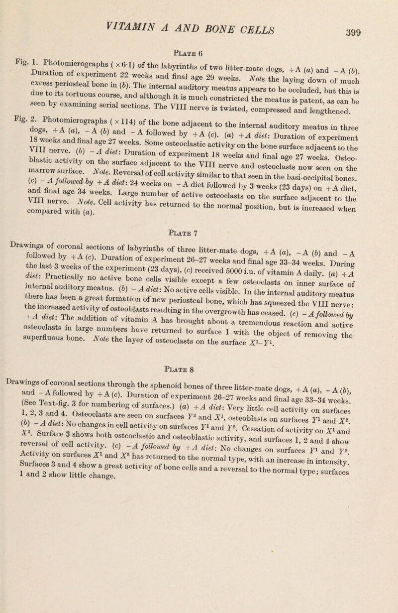 VITAMIN A AND BONE CELLS 399 Plate 6 ^ D ( x6-l) of the labyrinths of two litter-mate dogs, -f A la) and -A ih) Duration of expenment 22 weeks and final age 29 weeks. Note the ia^g do™ of tueh excess penosteal bone in (b). The internal auditory meatus appears to be occluded, but tZt due to >ts tortuous course, and although it is much constricted the meatus is patent as can be seen by exammmg serial sections. The VIII nerve is twisted, compressed and lengthened dJ'TrtrTt*: T f r n -ditory meatus in three IS wlLandL'al ai ^V <»)• <«) Duration of experiment VIII nerve (6) activity on the bone surface adjacent to the nerve, (b) -A diet: Duration of experiment 18 weeks and final age 27 weeks Osteo astic activity on the surface adjacent to the VIII nerve and osteoclarts now seen on the (c) -A followed by +A diet: 24 weeks on - A diet foUowed by 3 weeks (23 days) on + A det VIII n“Ir AorSu osteoclasts on the surface adjacent to the’ compared with (t ' jrriATJU I “fwfdZTiicrD 'itter-mate dogs, +A (a), -A (6) and -A lollowed by + A (c). Duration of expenment 26-27 weeks and final age 33-34 weeks Durinu dt ? rt 5000 i.u. of 4amin iTa^ly (JT! fnte r r ™ fo- osteoclasts on inner Lface rf nternal auditory meatus. (6) -A diet: No active cells visible. In the internal aurto™tus there has been a great formation of new periosteal bone, which has squeezed the VIII nerve* + A Tr of osteoblasts resulting in the overgrowth has ceased, (c) - A followed by + A diet: The addition of vitamin A has brought about a tremendous reaction and active steoclasts m large numbers have returned to surface 1 with the object of removing fbp superfluous bone. Note the layer of osteoclasts on the surface Ai-Th ^ Plate 8 Drawings of coronal sections through the sphenoid bones of three litter-mate dogs, + A (a) - A (hi (See T^ ffl °Tf d.*’'■' experiment 26-27 weeks and final age 3^34 weeks’ See Textefig. 3 for numbering of surfaces.) (a) +A diet: Very little cell acti^y on suXe^ (b) A dti N h osteoblasts on surfaces T* and ( ) A died No changes in cell activity on surfaces T* and T*. Cessation of activity on and . Surface 3 shows both osteoclastic and osteoblastic activity, and surfaces 1 2 and 4 show reversal of ceU activity, (c) -A followed by f A diel: No ch^es on surfel Surfecll r dlT intensity’ 1 andTshoXtXrngr ^