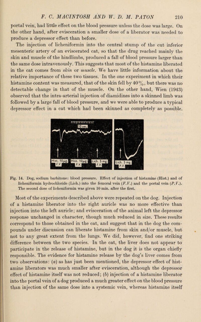 portal vein, had little effect on the blood pressure unless the dose was large. On the other hand, after evisceration a smaller dose of a liberator was needed to produce a depressor effect than before. The injection of licheniformin into the central stump of the cut inferior mesenteric artery of an eviscerated cat, so that the drug reached mainly the skin and muscle of the hindlimbs, produced a fall of blood pressure larger than the same dose intravenously. This suggests that most of the histamine liberated in the cat comes from skin or muscle. We have little information about the relative importance of these two tissues. In the one experiment in which their histamine content was measured, that of the skin fell by 40 %, but there was no detectable change in that of the muscle. On the other hand, Wien (1943) observed that the intra-arterial injection of diamidines into a skinned limb was followed by a large fall of blood pressure, and we were able to produce a typical depressor effect in a cat which had been skinned as completely as possible. Fig. 14. Dog, sodium barbitone: blood pressure. Effect of injection of histamine (Hist.) and of licheniformin hydrochloride (Lich.) into the femoral vein (F. V.) and the portal vein (P.V.). The second dose of licheniformin was given 10 min. after the first. Most of the experiments described above were repeated on the dog. Injection of a histamine liberator into the right auricle was no more effective than injection into the left auricle; and evisceration of the animal left the depressor response unchanged in character, though much reduced in size. These results correspond to those obtained in the cat, and suggest that in the dog the com- 1 pounds under discussion can liberate histamine from skin and/or muscle, but not to any great extent from the lungs. We did, however, find one striking difference between the two species. In the cat, the liver does not appear to participate in the release of histamine, but in the dog it is the organ chiefly responsible. The evidence for histamine release by the dog’s liver comes from two observations: (a) as has just been mentioned, the depressor effect of hist¬ amine liberators was much smaller after evisceration, although the depressor effect of histamine itself was not reduced; (b) injection of a histamine liberator into the portal vein of a dog produced a much greater effect on the blood pressure than injection of the same dose into a systemic vein, whereas histamine itself HI.