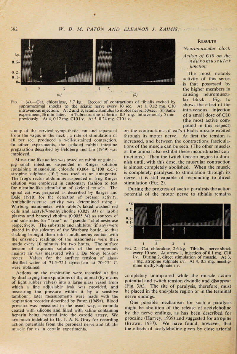 12 3 4 f> (“) (b) Fig. 1 (a).—Cat, chloralose, 3.7 kg. Record of contractions of tibialis excited by supramaximal shocks to the sciatic nerve every 10 sec. At 1, 0.12 mg. CIO intravenous injection. At 2 and 3, tetanic stimulus to motor nerve, 50/sec. (b) Same experiment, 36 min. later. d-Tubocurarine chloride 0.3 mg. intravenously 5 min. previously. At 4, 0.12 mg. CIO i.v. At 5, 0.24 mg. CIO i.v. stump of the cervical sympathetic, cut and separated from the vagus in the neck ; a rate of stimulation of 10 per sec. produced a well-sustained contraction. In other experiments, the isolated rabbit intestine preparation described by Feldberg and Lin (1949) was employed. . Muscarine-like action was tested on rabbit or guinea- pig small intestine, suspended in Ringer solution containing magnesium chloride (0.004 g./lOO c.c.) ; atropine sulphate (10‘7) was used as an antagonist. The frog’s rectus abdominis suspended in frog Ringer solution was employed in customary fashion to test for nicotine-like stimulation of skeletal muscle. The spinal cat was prepared as described by Barger and Dale (1910) for the detection of pressor activity. Anticholinesterase activity was determined using a Warburg manometer, with rabbit’s laked washed red cells and acetyl-/3-methylcholine (0.027 M) or rabbit plasma and benzoyl choline (0.0055 M) as sources of and substrates for “ true ” or “ pseudo ” cholinesterase respectively. The substrate and inhibitor (if any) were placed in the sidearm of the Warburg bottle, so that shaking brought them into simultaneous contact with the enzyme ; readings of the manometer were then made every 10 minutes for two hours. The surface tension of aqueous solutions of the compounds against air was measured with a De Nouy tension- meter. Values for the surface tension of glass- distilled water of 71.5-72.1 dynes/cm. at 20-23° C. were obtained. Actions on the respiration were recorded at first by discharging the expirations of the animal (by means of light rubber valves) into a large glass vessel from which a fine adjustable leak was provided, and measuring the pressure within it by a sensitive tambour; later measurements were made with the respiration recorder described by Paton (1949a). Blood pressure was measured in the usual way, a cannula coated with silicone and filled with saline containing heparin being inserted into the carotid artery. We are much indebted to Dr. J. A. B. Gray for recording action potentials from the peroneal nerve and tibialis muscle for us in certain experiments. Results Neuromuscular block Action of CIO on the n eu ro mu s c ul a r junction The most notable activity of this series is that possessed by the higher members in causing neuromuscu¬ lar block. Fig. 1 a shows the effect of the intravenous injection of a small dose of CIO (the most active com¬ pound in this respect) on the contractions of cat’s tibialis muscle excited through its motor nerve. At first the tension is increased, and between the contractions fascicula- tions of the muscle can be seen. (The other muscles of the animal also exhibit these incoordinated con¬ tractions.) Then the twitch tension begins to dimi¬ nish until, with this dose, the muscular contraction is almost completely abolished. When the muscle is completely paralysed to stimulation through its nerve, it is still capable of responding to direct stimulation (Fig. 2). During the progress of such a paralysis the action potential of the motor nerve to tibialis remains 12 3 4 Fig. 2.—Cat, chloralose, 2.6 kg. Tibialis; nerve shock every 10 sec. At arrow 1, injection of 0.1 mg. CIO i.v. During 2, direct stimulation of muscle. At 3, 1 mg. atropine sulphate i.v. At 4, 0.5 mg. neostig¬ mine methyl sulphate i.v. completely unimpaired while the muscle action potential and twitch tension dwindle and disappear (Fig. 3A). The site of paralysis, therefore, must be placed in the end-plate region or in the terminal nerve endings. One possible mechanism for such a paralysis might be abolition of the release of acetylcholine by the nerve endings, as has been described for procaine (Flarvey, 1939) and suggested for atropine (Brown, 1937). We have found, however, that the effects of acetylcholine given by close arterial I