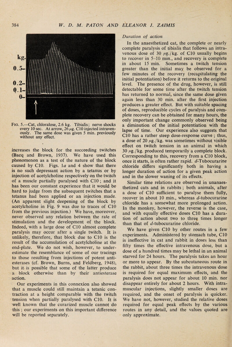 Fig. 5.—Cat, chloralose, 2.6 kg. Tibialis; nerve shocks every 10 sec. At arrow, 26 /xg. CIO injected intraven¬ ously. The same dose was given 5 min. previously without any effect. increases the block for the succeeding twitches (Bacq and Brown, 1937). We have used this phenomenon as a test of the nature of the block caused by CIO. Figs, la and 4 show that there is no such depressant action by a tetanus or by injection of acetylcholine respectively on the twitch of a muscle partially paralysed with CIO ; and it has been our constant experience that it would be hard to judge from the subsequent twitches that a tetanus had been applied or an injection made. (An apparent slight deepening of the block by acetylcholine in Fig. 9 was due to traces of CIO from the previous injection.) We have, moreover, never observed any relation between the rate of stimulation and the development of the block. Indeed, with a large dose of CIO almost complete paralysis may occur after a single twitch. It is unlikely, therefore, that block due to CIO is the result of the accumulation of acetylcholine at the end-plate. We do not wish, however, to under¬ estimate the resemblance of some of our tracings to those resulting from injections of potent anti¬ esterases (cf. Brown, Burns, and Feldberg, 1948), but it is possible that some of the latter produce a block otherwise than by their antiesterase action. Our experiments in this connexion also showed that a muscle could still maintain a tetanic con¬ traction at a height comparable with the twitch tension when partially paralysed with CIO. It is well known that the curarized muscle cannot do this ; our experiments on this important difference will be reported separately. Duration of action In the anaesthetized cat, the complete or nearly complete paralysis of tibialis that follows an intra¬ venous dose of 30 /ig./'kg. of CIO usually begins to recover in 5-10 min., and recovery is complete in about 15 min. Sometimes a twitch tension greater than the initial may be observed for a few minutes of the recovery (recapitulating the initial potentiation) before it returns to the original level. The presence of the drug, however, is still detectable for some time after the twitch tension has returned to normal, since the same dose given again less than 30 min. after the first injection produces a greater effect. But with suitable spacing of doses, reproducible cycles of paralysis and com¬ plete recovery can be obtained for many hours, the only important change commonly observed being a diminution of the initial potentiation with the lapse of time. Our experience also suggests that CIO has a rather steep dose-response curve ; thus, a dose of 20 fig. I kg. was sometimes without visible effect on twitch tension in an animal in which 30 fig. I kg. produced temporarily a complete block. Corresponding to this, recovery from a CIO block, once it starts, is often rather rapid. d-Tubocurarine chloride differs significantly both in having a longer duration of action for a given peak action and in the slower waning of its effects. Similar time relations are observed in unanaes¬ thetized cats and in rabbits ; both animals, after a dose of CIO sufficient to paralyse them fully, recover in about 10 min., whereas d-tubocurarine chloride has a somewhat more prolonged action. In the monkey, however, the reverse is the case, and with equally effective doses CIO has a dura¬ tion of action about two to three times longer than that of d-tubocurarine chloride. We have given CIO by other routes in a few experiments. Administered by stomach tube, CIO is ineffective in cat and rabbit in doses less than fifty times the effective intravenous dose, but a dose of a hundred times may be lethal in an animal starved for 24 hours. The paralysis takes an hour or more to appear. By the subcutaneous route in the rabbit, about three times the intravenous dose is required for equal maximum effects, and the paralysis does not appear for about 10 min. nor disappear entirely for about 2 hours. With intra¬ muscular injections, slightly smaller doses are required, and the onset of paralysis is quicker. We have not, however, studied the relative doses required for equal peak effects by the various routes in any detail, and the values quoted are only approximate.