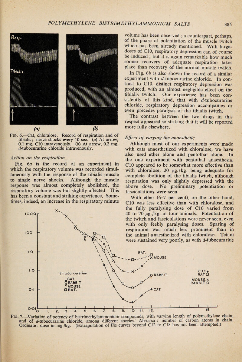 (a) (b) volume has been observed ; a counterpart, perhaps, of the phase of potentiation of the muscle twitch which has been already mentioned. With larger doses of CIO, respiratory depression can of course be induced ; but it is again remarkable how much sooner recovery of adequate respiration takes place than recovery of the normal muscle twitch. In Fig. 6b is also shown the record of a similar experiment with d-tubocurarine chloride. In con¬ trast to CIO, distinct respiratory depression was produced, with an almost negligible effect on the tibialis twitch. Our experience has been con¬ sistently of this kind, that with d-tubocurarine chloride, respiratory depression accompanies or even precedes paralysis of the tibialis twitch. The contrast between the two drugs in this respect appeared so striking that it will be reported more fully elsewhere. Fig. 6.—Cat, chloralose. Record of respiration and of tibialis; nerve shocks every 10 sec. (a) At arrow, 0.1 mg. CIO intravenously. (6) At arrow, 0.2 mg. d-tubocurarine chloride intravenously. Action on the respiration Fig. 6a is the record of an experiment in which the respiratory volume was recorded simul¬ taneously with the response of the tibialis muscle to single nerve shocks. Although the muscle response was almost completely abolished, the respiratory volume was but slightly affected. This has been a constant and striking experience. Some¬ times, indeed, an increase in the respiratory minute looor V lOO I o 01 O-OI d- tubo curarme CAT ORABBIT x MOUSE ORAT. Effect of varying the anaesthetic Although most of our experiments were made with cats anaesthetized with chloralose, we have also used ether alone and pentothal alone. In the one experiment with pentothal anaesthesia, CIO appeared to be somewhat more effective than with chloralose, 20 fig./kg. being adequate for complete abolition of the tibialis twitch, although respiration was only slightly depressed with the above dose. No preliminary potentiation or fasciculations were seen. With ether (6-7 per cent), on the other hand, CIO was less effective than with chloralose, and the fully paralysing dose of CIO varied from 40 to 70 pg./kg. in four animals. Potentiation of the twitch and fasciculations were never seen, even with only feebly paralysing doses. Sparing of respiration was much less prominent than in the animal anaesthetized with chloralose. Tetani were sustained very poorly, as with d-tubocurarine RABBIT. CAT# RATO MOUSE.X RABBIT O O 2. 6. 8. 9. 10. II. 12. 18. Fig. 7.-—Variation of potency of bistrimethylammonium compounds, with varying length of polymethylene chain, and of dTubocurarine chloride, among different species. Abscissa : number of carbon atoms in chain. Ordinate: dose in mg./kg. (Extrapolation of the curves beyond 02 to 08 has not been attempted.)