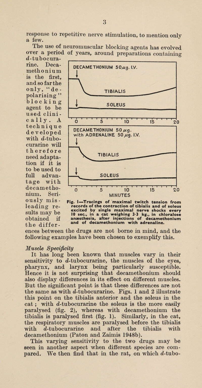 DECAMETHONIUM 50^q. I.V. 1 TIBIALIS 1 SOLEUS T 5 T 10 20 response to repetitive nerve stimulation, to mention only a few. The use of neuromuscular blocking agents has evolved over a period of years, around preparations containing d-tubocura- rine. Deca- meth onium is the first, and so far the only, “ de - polarising ” blocking agent to be used clini- c a 11 y . A tech nique d e veloped with d-tubo- curarine will therefore need adapta¬ tion if it is to be used to full advan¬ tage with decametho- nium. Seri¬ ously mis - leading re¬ sults may be obtained if the differ¬ ences between the drugs are not borne in mind, and the following examples have been chosen to exemplify this. DECAMETHONIUM SOyUg. with ADRENALINE 50,ag. I.V. \ 1 0 SOLEUS T 5 T 10 MINUTES T 15 20 Fig. I—Tracings of 'maximal twitch tension from records of the contraction of tibialis and of soleus excited by single maximal nerve shocks every 10 sec., in a cat weighing 3-3 kg., in chloralose anaesthesia, after injections of decamethonium and of decamethonium with adrenaline. Muscle Specificity It has long been known that muscles vary in their sensitivity to d-tubocurarine, the muscles of the eyes, pharynx, and larynx being particularly susceptible. Hence it is not surprising that decamethonium should also display differences in its effect on different muscles. But the significant point is that these differences are not the same as with d-tubocurarine. Figs. 1 and 2 illustrate this point on the tibialis anterior and the soleus in the cat ; with d-tubocurarine the soleus is the more easily paralysed (fig. 2), whereas with decamethonium the tibialis is paralysed first (fig. 1). Similarly, in the cat, the respiratory muscles are paralysed before the tibialis with d-tubocurarine and after the tibialis with decamethonium (Paton and Zaimis 1948b). This varying sensitivity to the two drugs may be seen in another aspect when different species are com¬ pared. We then find that in the rat, on which d-tubo-