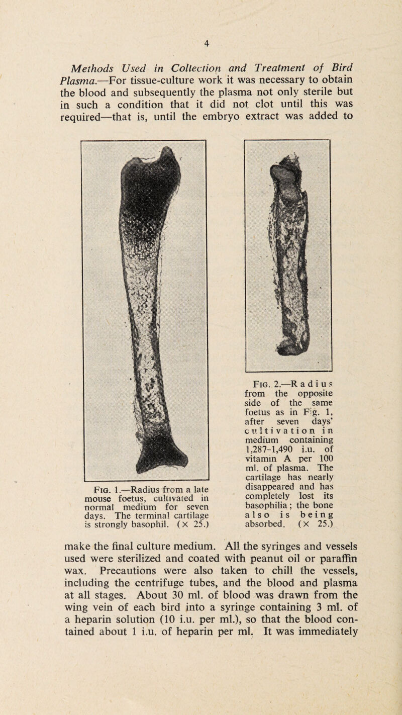 Methods Used in Collection and Treatment of Bird Plasma.—For tissue-culture work it was necessary to obtain the blood and subsequently the plasma not only sterile but in such a condition that it did not clot until this was required—that is, until the embryo extract was added to Fig. 1.—Radius from a late mouse foetus, cultivated in normal medium for seven days. The terminal cartilage is strongly basophil. (X 25.) Fig. 2.—R a d i u s from the opposite side of the same foetus as in Fig. 1, after seven days’ cultivation in medium containing 1,287-1,490 i.u. of vitamin A per 100 ml. of plasma. The cartilage has nearly disappeared and has completely lost its basophilia; the bone also is being absorbed. (X 25.) make the final culture medium. All the syringes and vessels used were sterilized and coated with peanut oil or paraffin wax. Precautions were also taken to chill the vessels, including the centrifuge tubes, and the blood and plasma at all stages. About 30 ml. of blood was drawn from the wing vein of each bird into a syringe containing 3 ml. of a heparin solution (10 i.u. per ml.), so that the blood con¬ tained about 1 i.u. of heparin per ml. It was immediately