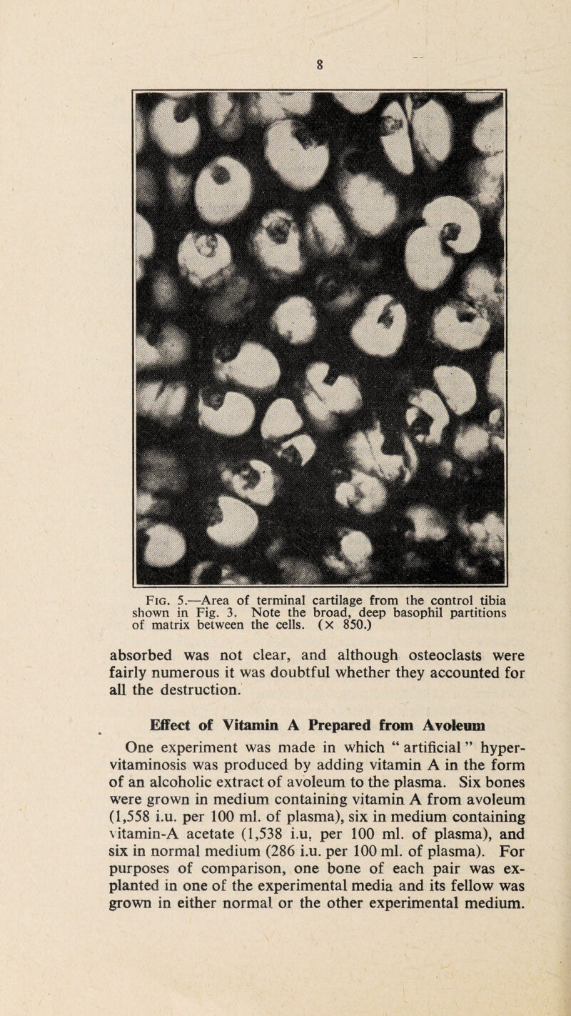 Fig. 5.—Area of terminal cartilage from the control tibia shown in Fig. 3. Note the broad, deep basophil partitions of matrix between the cells. (X 850.) absorbed was not clear, and although osteoclasts were fairly numerous it was doubtful whether they accounted for all the destruction. Effect of Vitamin A Prepared from Avoleum One experiment was made in which “ artificial ” hyper- vitaminosis was produced by adding vitamin A in the form of an alcoholic extract of avoleum to the plasma. Six bones were grown in medium containing vitamin A from avoleum (1,558 i.u. per 100 ml. of plasma), six in medium containing vitamin-A acetate (1,538 i.u. per 100 ml. of plasma), and six in normal medium (286 i.u. per 100 ml. of plasma). For purposes of comparison, one bone of each pair was ex- planted in one of the experimental media and its fellow was grown in either normal or the other experimental medium.