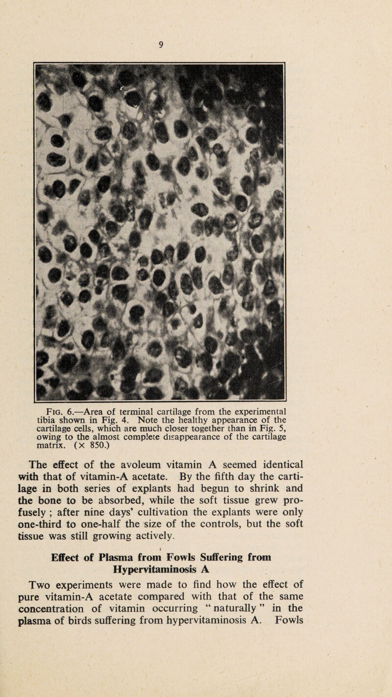 Fig. 6.—Area of terminal cartilage from the experimental tibia shown in Fig. 4. Note the healthy appearance of the cartilage cells, which are much closer together than in Fig. 5, owing to the almost complete disappearance of the cartilage matrix. (X 850.) The effect of the avoleum vitamin A seemed identical with that of vitamin-A acetate. By the fifth day the carti¬ lage in both series of explants had begun to shrink and the bone to be absorbed, while the soft tissue grew pro¬ fusely ; after nine days’ cultivation the explants were only one-third to one-half the size of the controls, but the soft tissue was still growing actively. i Effect of Plasma from Fowls Suffering from Hypervitaminosis A Two experiments were made to find how the effect of pure vitamin-A acetate compared with that of the same concentration of vitamin occurring “ naturally ” in the plasma of birds suffering from hypervitaminosis A. Fowls