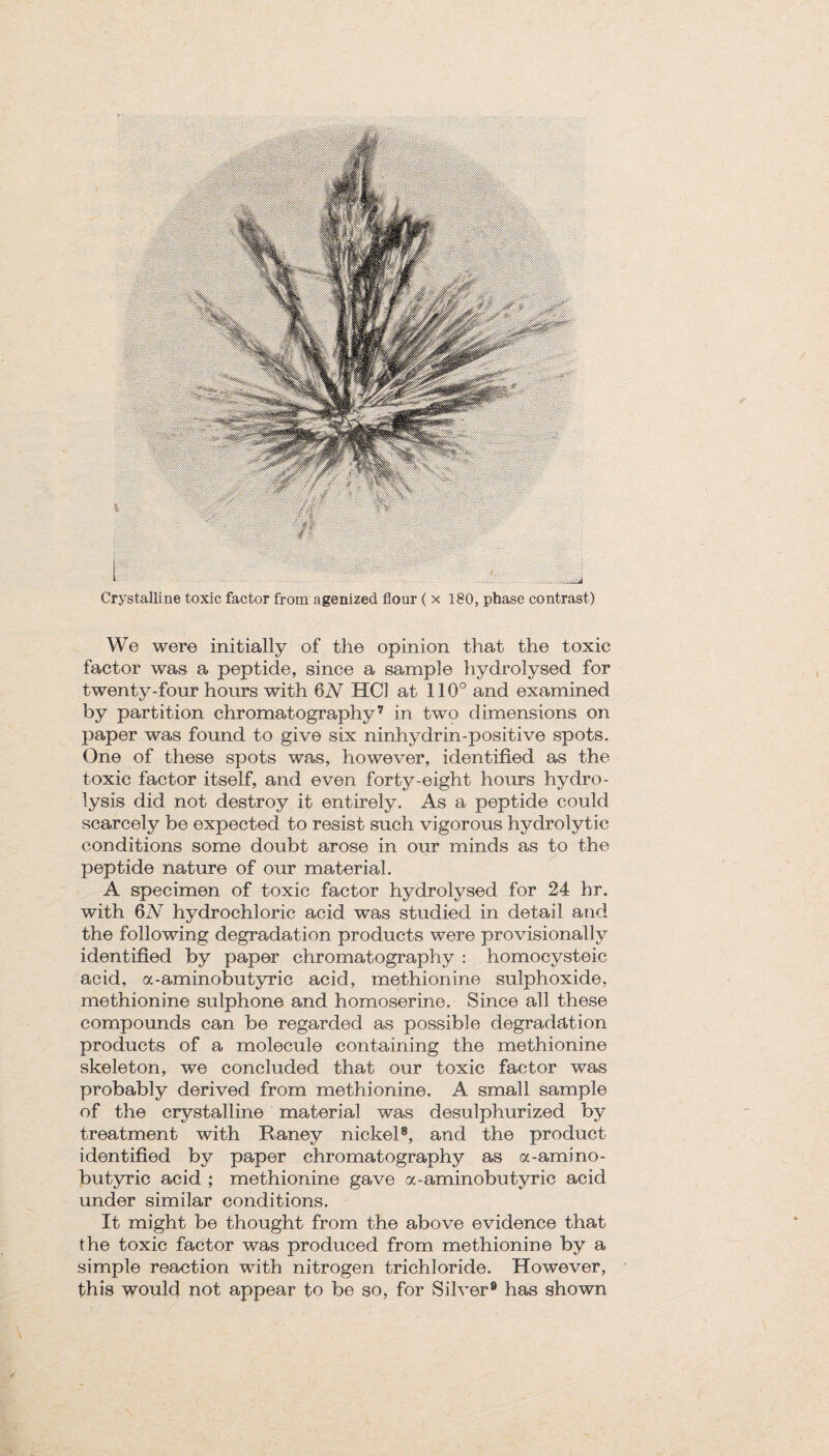 Crystalline toxic factor from agenized flour ( x 180, phase contrast) We were initially of the opinion that the toxic factor was a peptide, since a sample hydrolysed for twenty-four hours with 6N HC] at 110° and examined by partition chromatography7 in two dimensions on paper was found to give six ninhydrin-positive spots. One of these spots was, however, identified as the toxic factor itself, and even forty-eight hours hydro¬ lysis did not destroy it entirely. As a peptide could scarcely be expected to resist such vigorous hydrolytic conditions some doubt arose in our minds as to the peptide nature of our material. A specimen of toxic factor hydrolysed for 24 hr. with 6N hydrochloric acid was studied in detail arid the following degradation products were provisionally identified by paper chromatography : homocysteic acid, a-aminobutyric acid, methionine sulphoxide, methionine sulphone and homoserine. Since all these compounds can be regarded as possible degradation products of a molecule containing the methionine skeleton, we concluded that our toxic factor was probably derived from methionine. A small sample of the crystalline material was desulphurized by treatment with Raney nickel8, and the product identified by paper chromatography as a-amino- butyric acid ; methionine gave a-aminobutyric acid under similar conditions. It might be thought from the above evidence that the toxic factor was produced from methionine by a simple reaction with nitrogen trichloride. However, this would not appear to be so, for Silver9 has shown