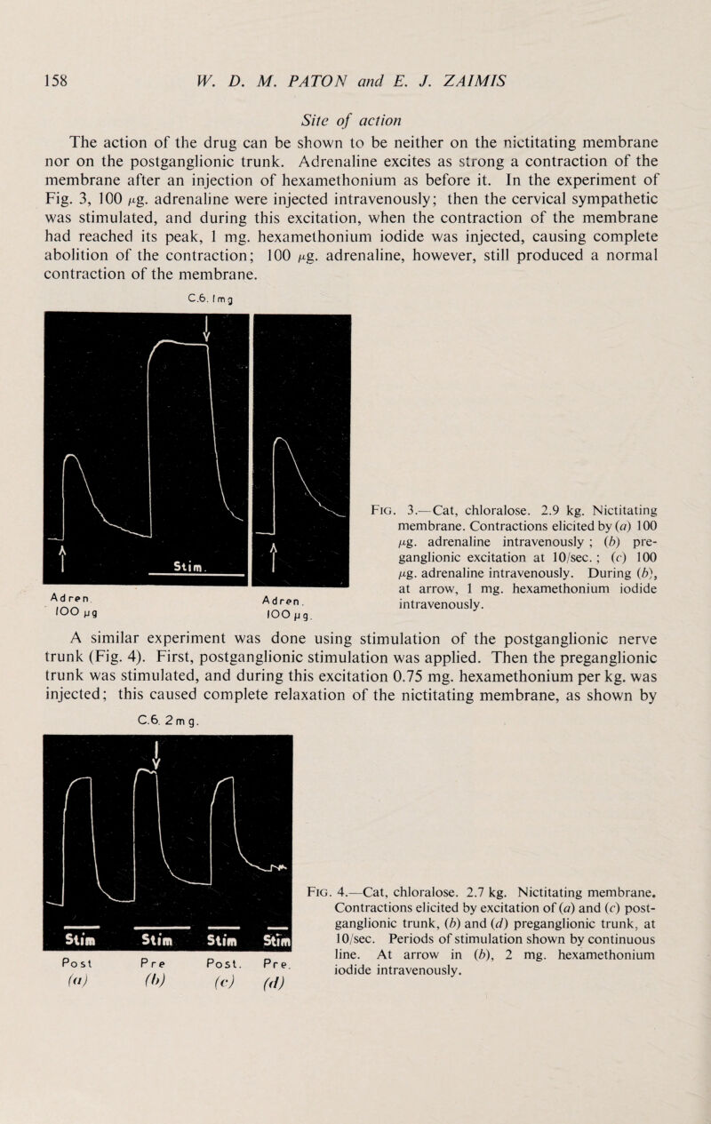 Site of action The action of the drug can be shown to be neither on the nictitating membrane nor on the postganglionic trunk. Adrenaline excites as strong a contraction of the membrane after an injection of hexamethonium as before it. In the experiment of Fig. 3, 100 /ig. adrenaline were injected intravenously; then the cervical sympathetic was stimulated, and during this excitation, when the contraction of the membrane had reached its peak, 1 mg. hexamethonium iodide was injected, causing complete abolition of the contraction; 100 ^g. adrenaline, however, still produced a normal contraction of the membrane. C.6. [ m g Adren Adren. (OOpg Fig. 3.—Cat, chloralose. 2.9 kg. Nictitating membrane. Contractions elicited by (a) 100 /ig. adrenaline intravenously ; (b) pre¬ ganglionic excitation at 10/sec. ; (c) 100 ng. adrenaline intravenously. During (b), at arrow, 1 mg. hexamethonium iodide intravenously. A similar experiment was done using stimulation of the postganglionic nerve trunk (Fig. 4). First, postganglionic stimulation was applied. Then the preganglionic trunk was stimulated, and during this excitation 0.75 mg. hexamethonium per kg. was injected; this caused complete relaxation of the nictitating membrane, as shown by C.6. 2 m g. Fig. 4.—Cat, chloralose. 2.7 kg. Nictitating membrane. Contractions elicited by excitation of (a) and (c) post¬ ganglionic trunk, (b) and (d) preganglionic trunk, at 10/sec. Periods of stimulation shown by continuous line. At arrow in fb), 2 mg. hexamethonium iodide intravenously.